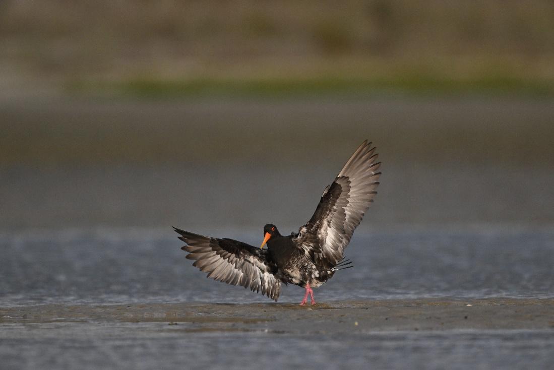 镜见湿地生灵,传递自然共生之韵