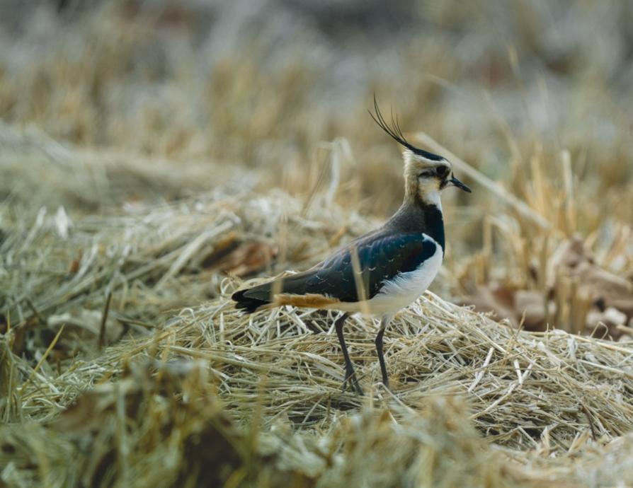 全画幅首选!索尼 Alpha 7 V 上市即领跑,位居影像消费市场榜首