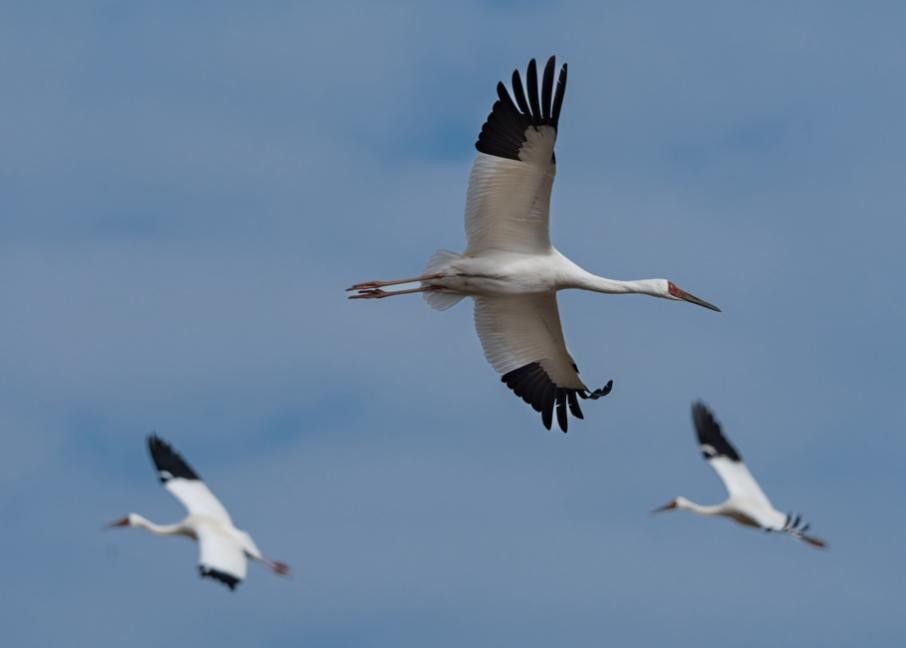 全画幅首选!索尼 Alpha 7 V 上市即领跑,位居影像消费市场榜首