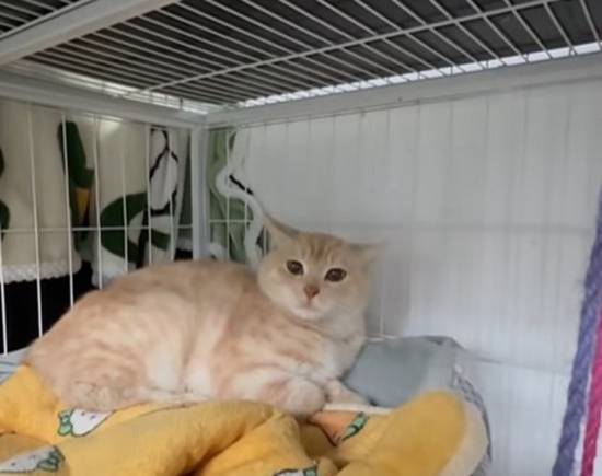 �´�CBA������è�� �������������ײ�