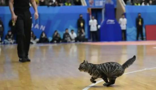 �´�CBA������è�� �������������ײ�