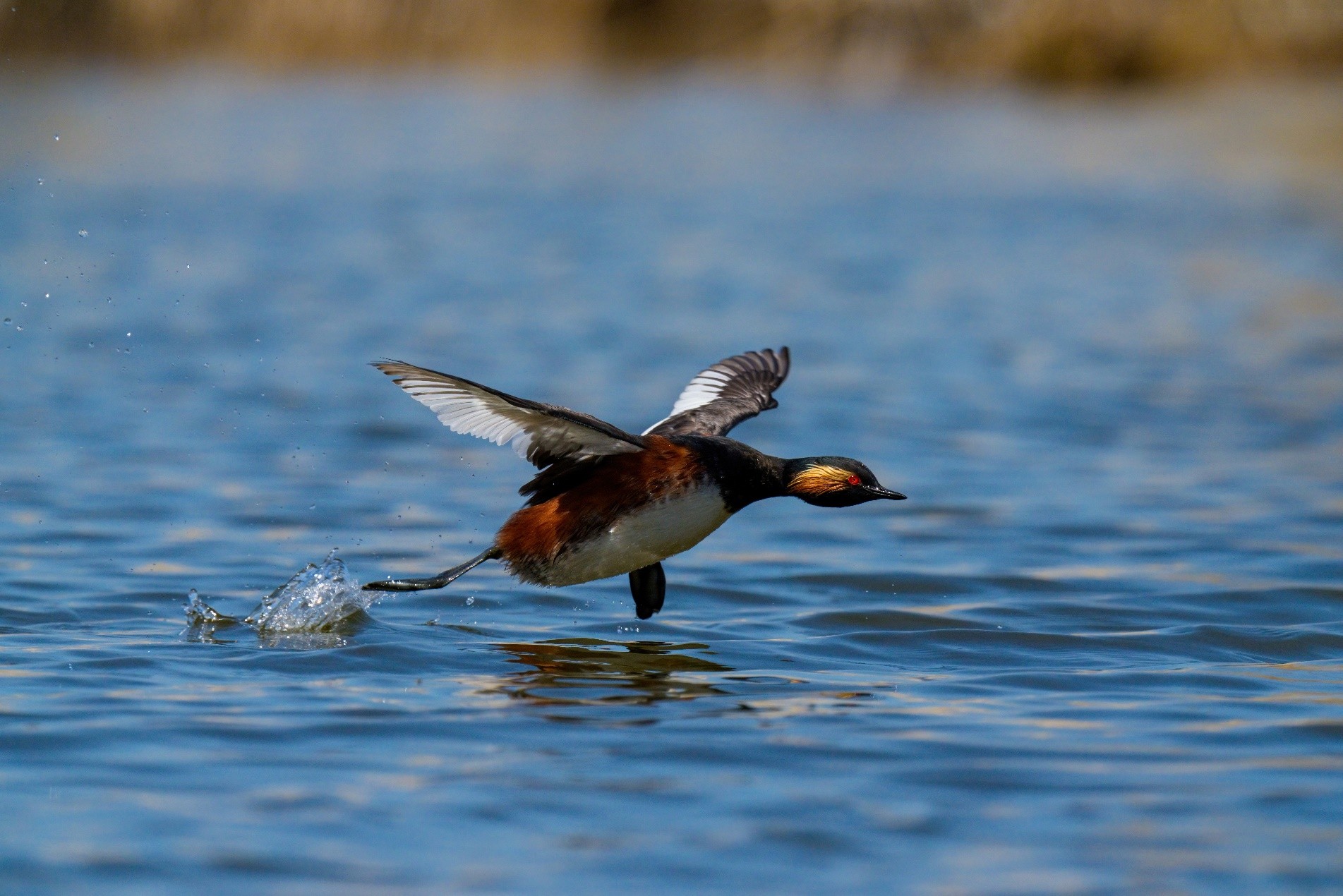 ���ᷢ�������콢Alpha7R VI��FE100-400mm F4.5 GM OSS��ͷ