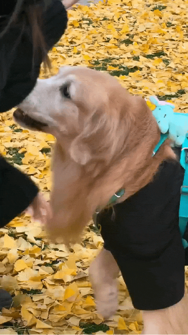 实况拍照这么玩超出圈 OPPO Reno15系列实况人像可玩性有多强 ?