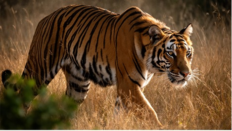 FLUX.2����ͼ��������������˶�Կ����ܴ���ʵ��