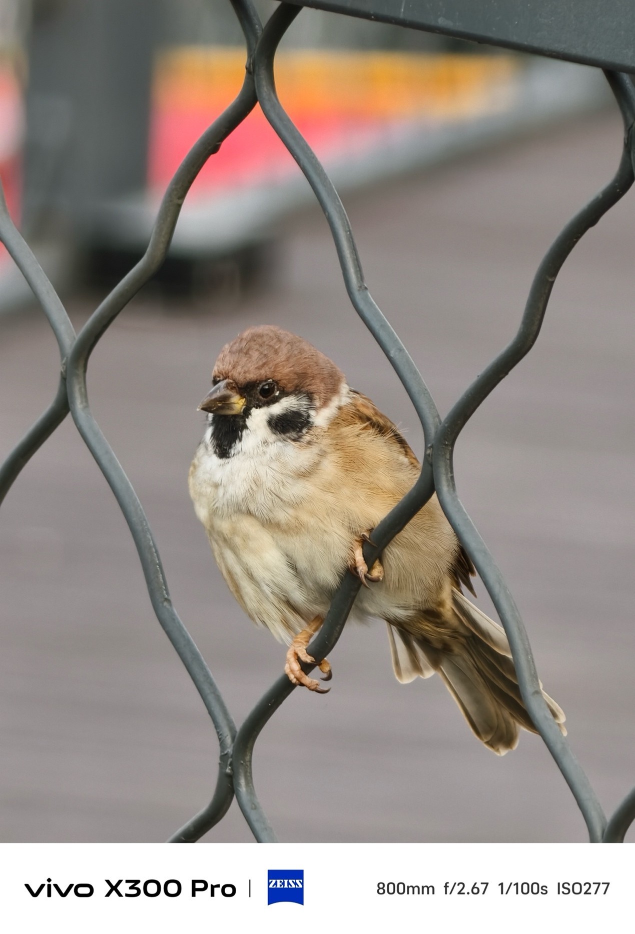 2ÒÚÏñËØ´óµ×¾µÍ·È«ÃæÆÕ¼° ˲ÅÊÇÄ»ºó¹¦³¼£¿