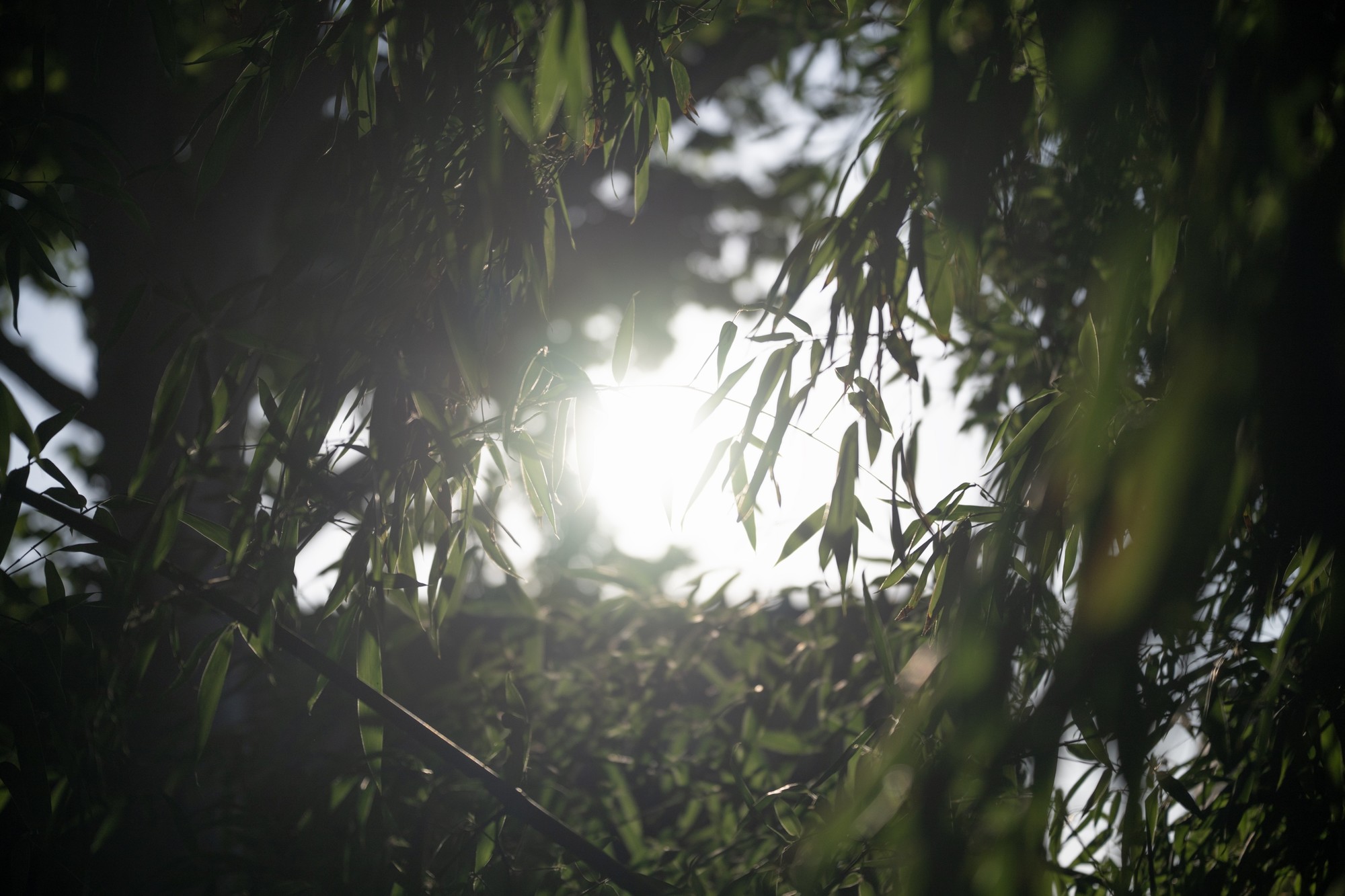 �����Ƶ������ ��˶� Z 24-70mm f/2.8 S II ��ͷ����