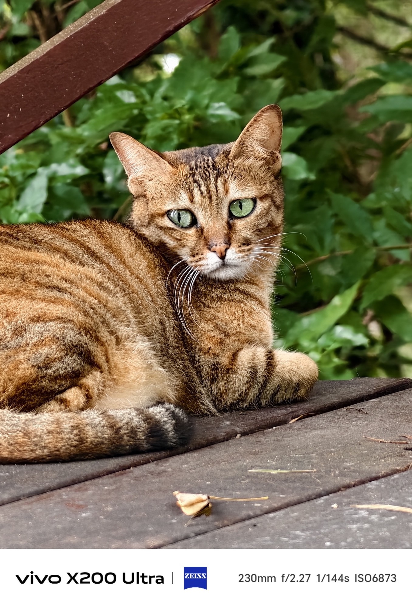 2亿像素大底真的够强吗?vivo X200 Ultra长焦拍摄体验深度解析