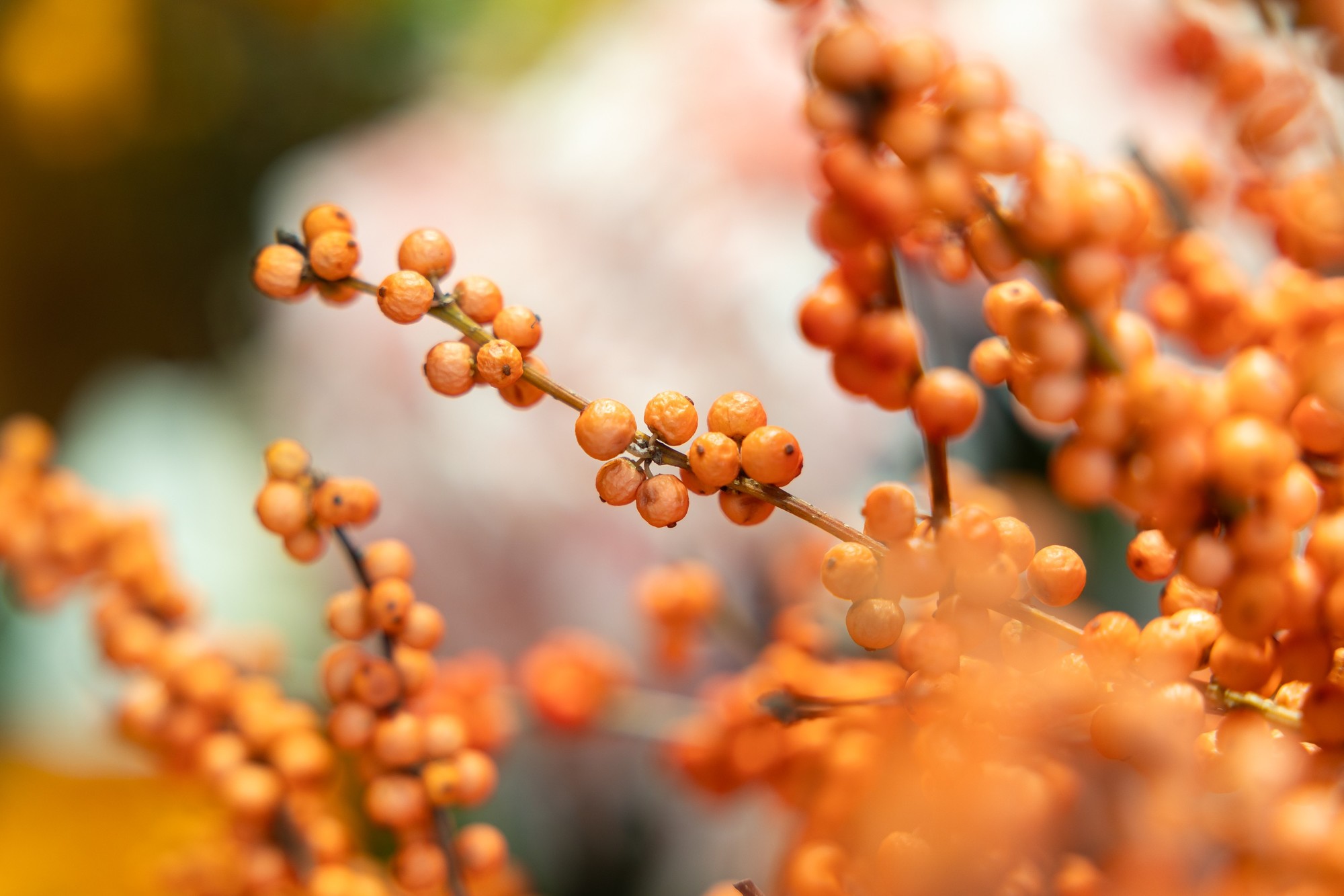 3250+7KƵȫˮͰ EOS R6 Mark III