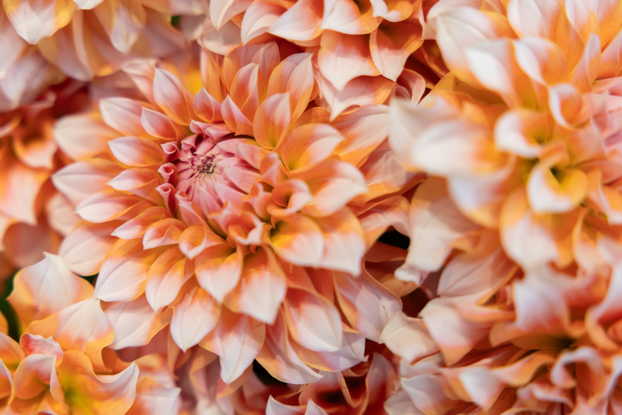 3250+7KƵȫˮͰ EOS R6 Mark III