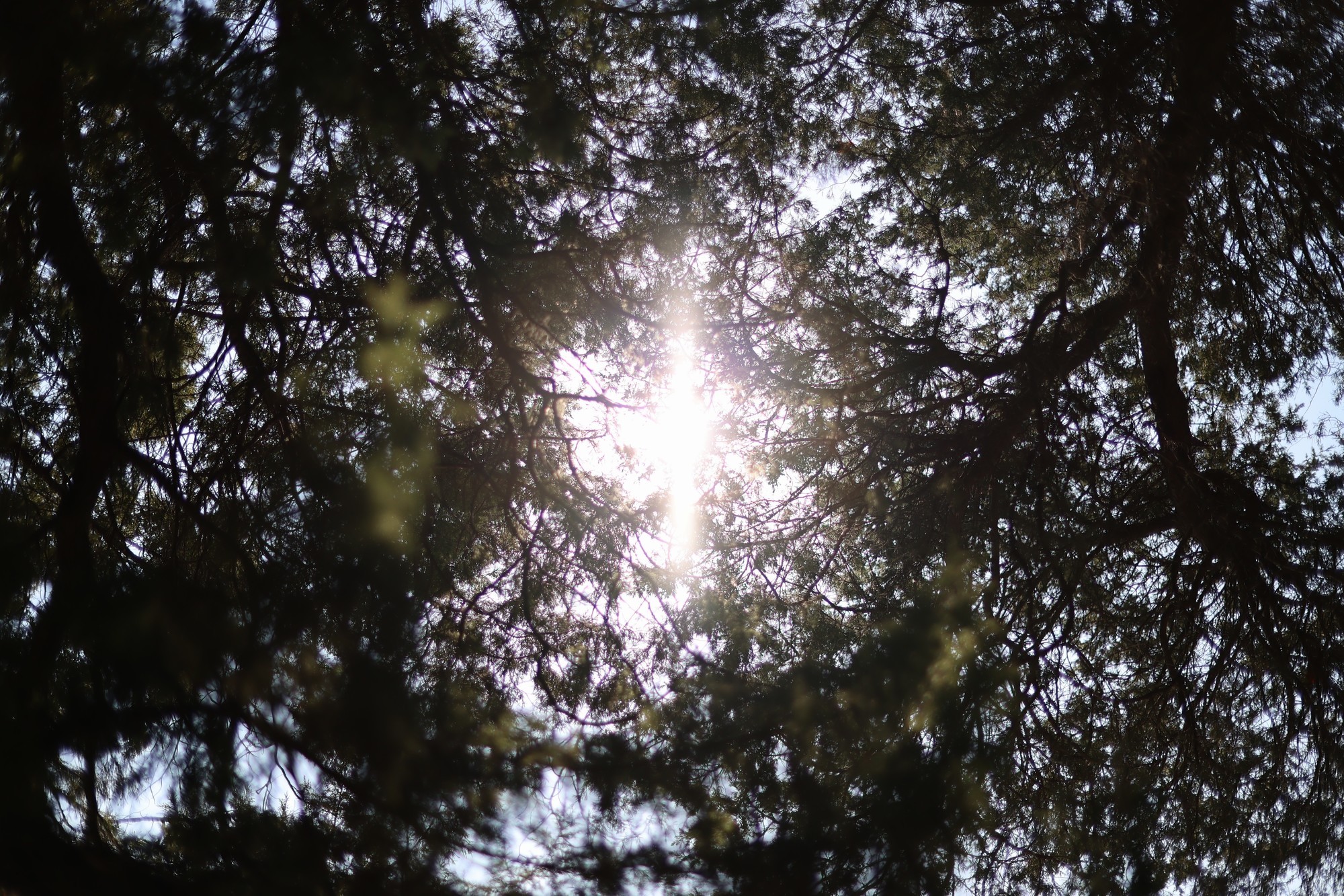 ȦԼ۱֮ѡ  RF 45mm F1.2 STMͷ