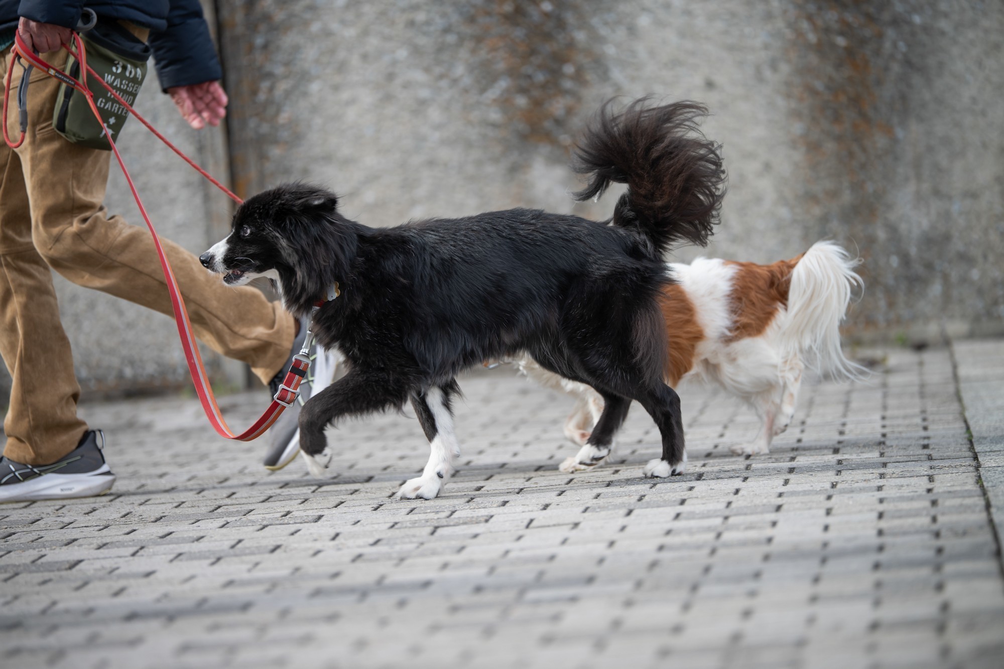 轻巧高画质 尼康Z 70-200mm f/2.8 VR S II镜头体验