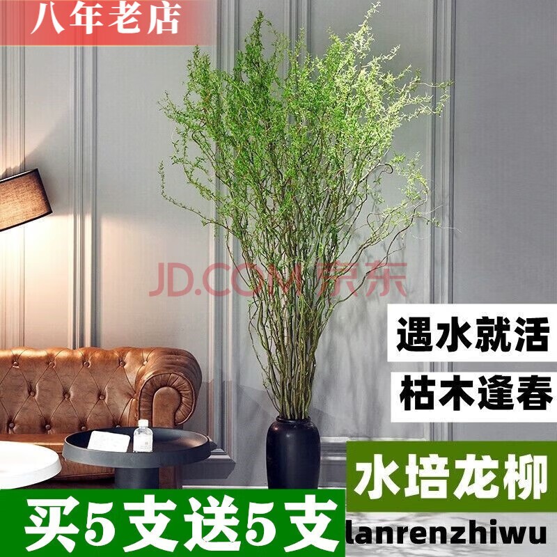 雅卉10枝龙柳干枝水培,到手仅12.01元