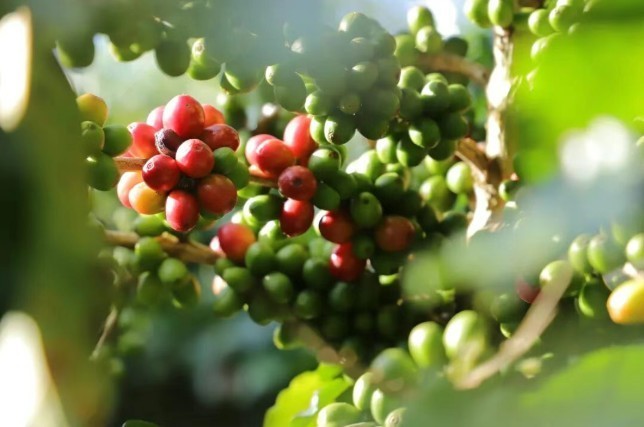 从隐匿边陲到飘香世界,中国咖啡的拼多多成长记