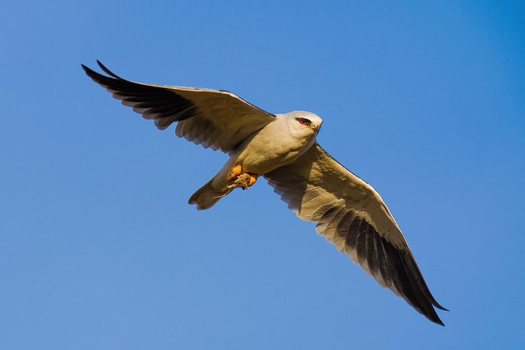 »׼ ٶ  ᷢȫ΢»׼Alpha 7 V