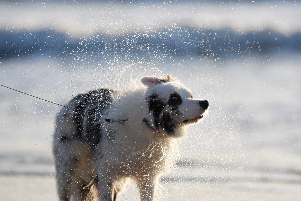 »׼ ٶ  ᷢȫ΢»׼Alpha 7 V