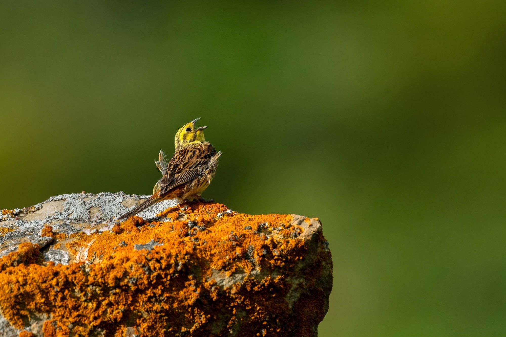 富士发布FUJINON XF400mmF4.5 R LM OIS WR Lens镜头