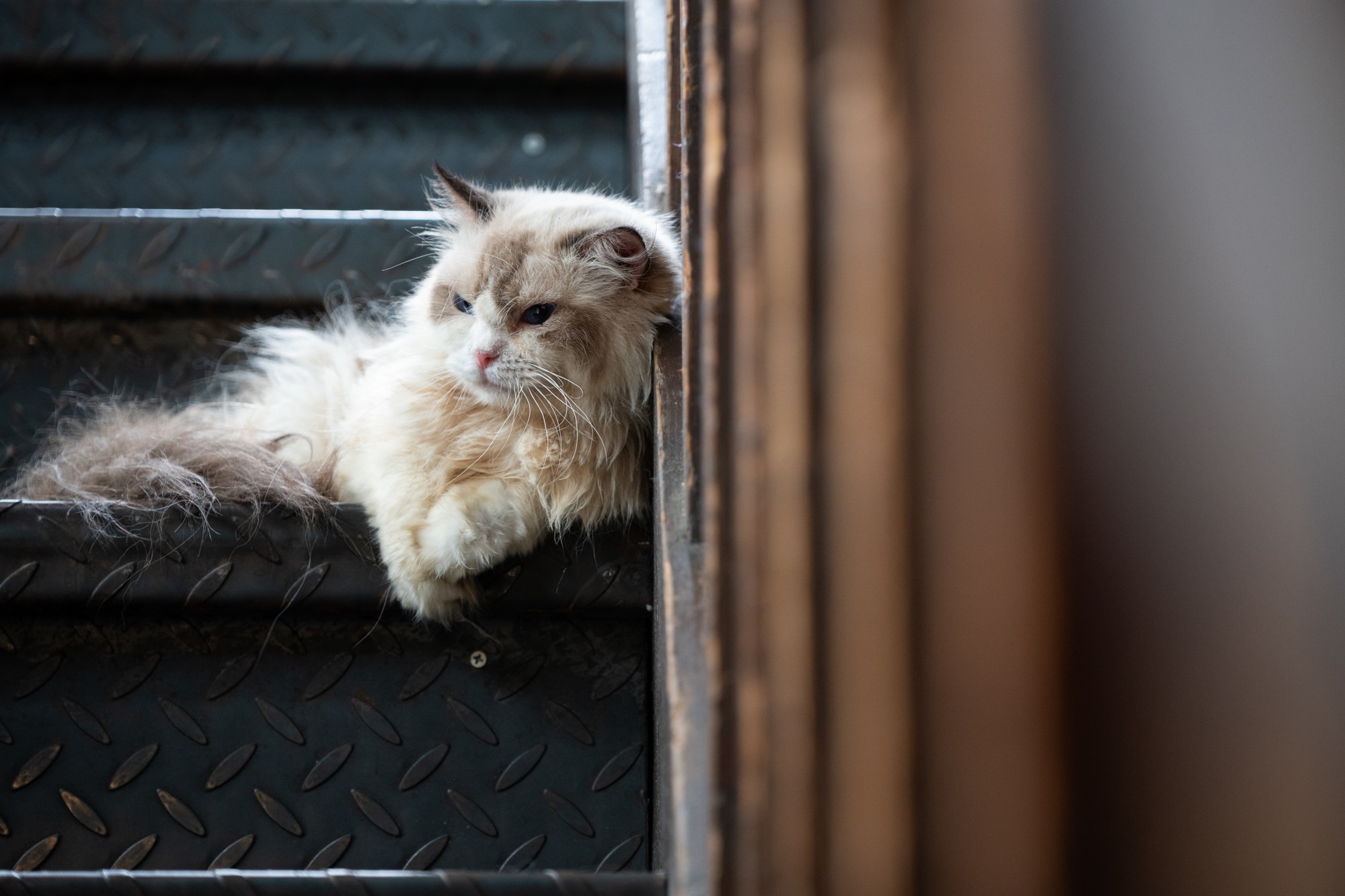 �῵Z6III+��˶� Z 24-120mm f/4 S��һ���㶨���д�Ƭ