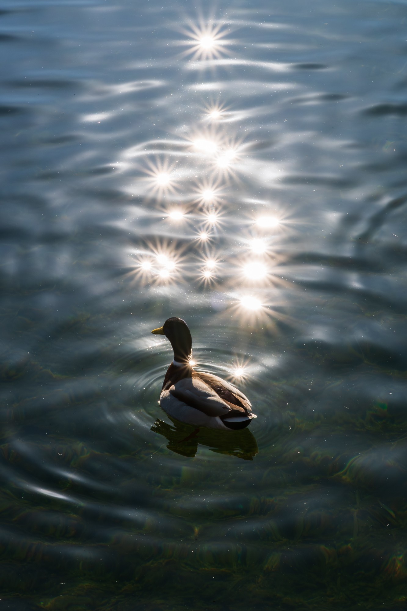 轻便入门之选 尼克尔 Z 24-105mm f/4-7.1镜头评测