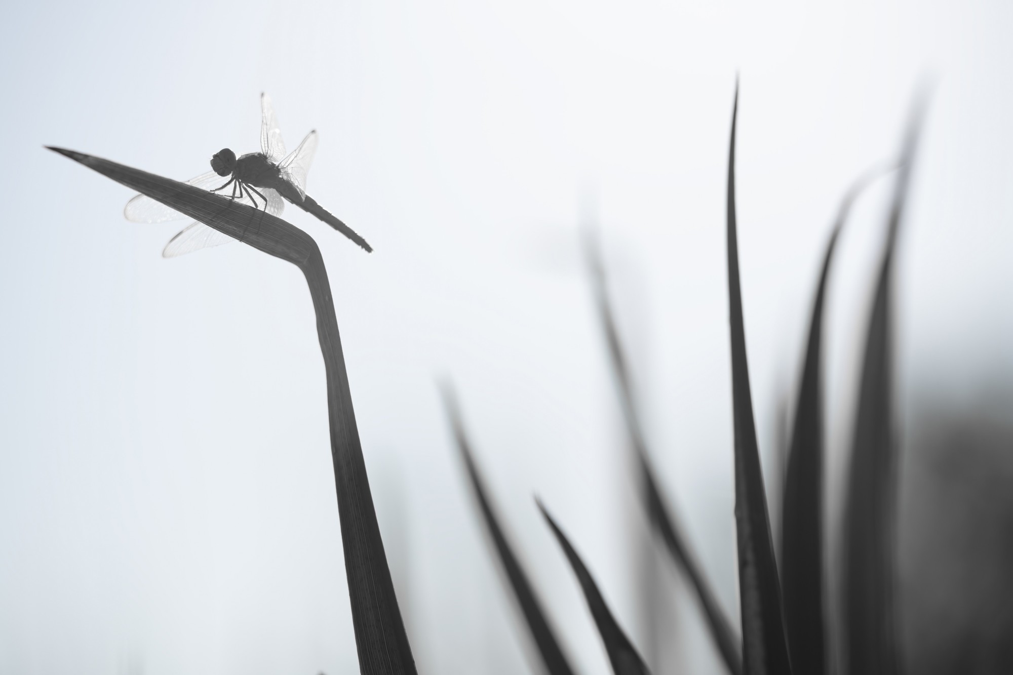 ��׽΢������ϸ��֮�� ����FF 180mm F4.5 CA-Dreamer Macro 1.5X��ͷ����