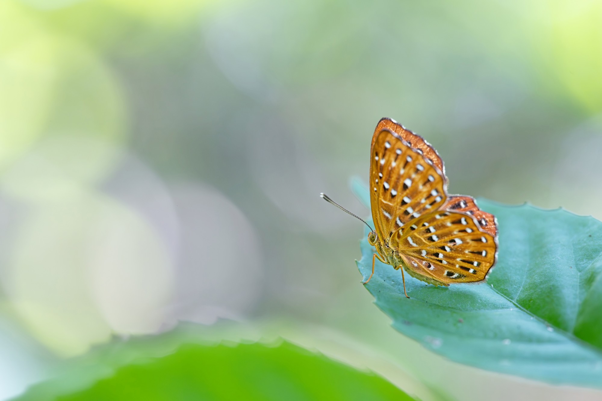 ��׽΢������ϸ��֮�� ����FF 180mm F4.5 CA-Dreamer Macro 1.5X��ͷ����