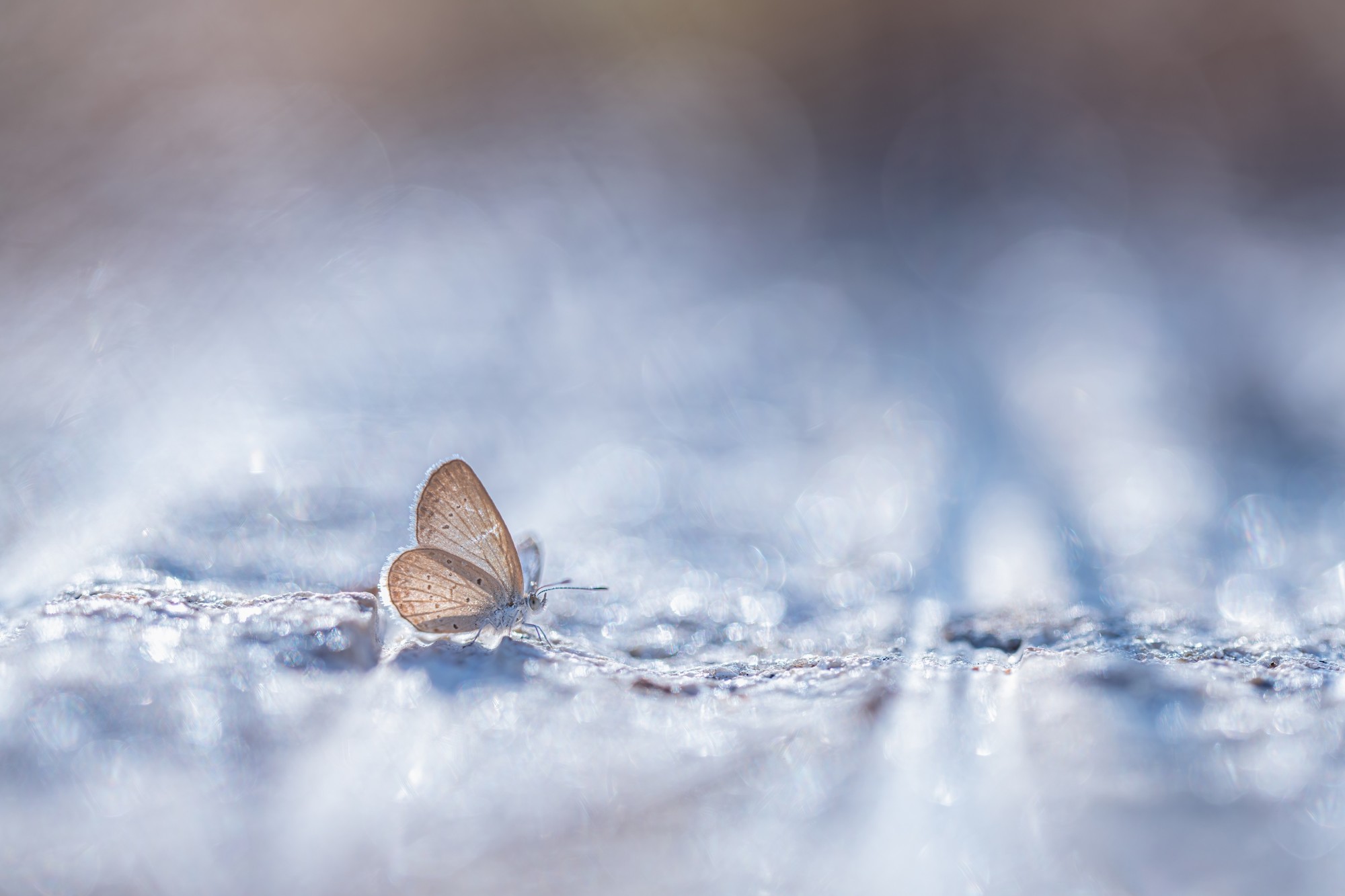 ��׽΢������ϸ��֮�� ����FF 180mm F4.5 CA-Dreamer Macro 1.5X��ͷ����