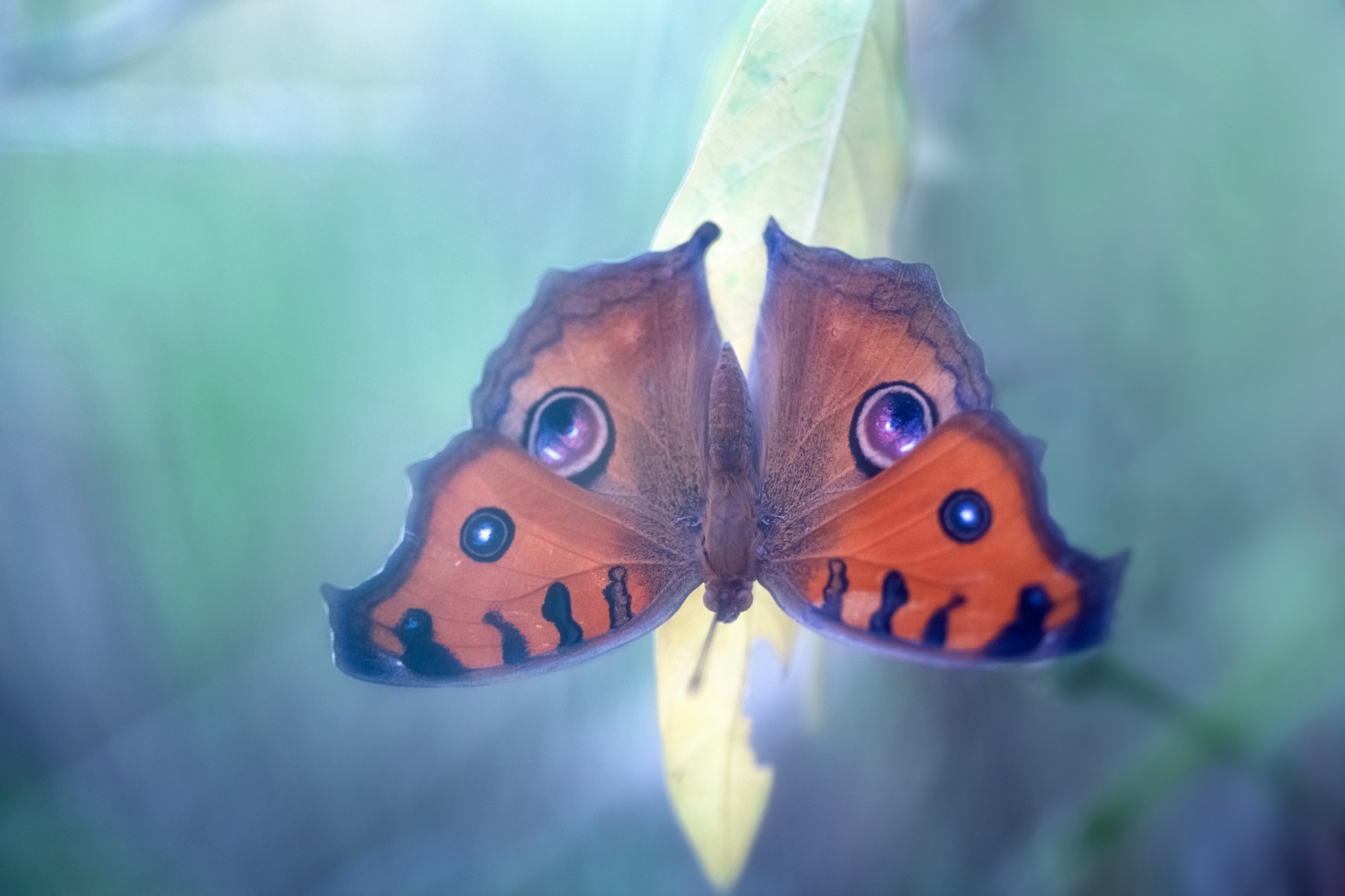 ��׽΢������ϸ��֮�� ����FF 180mm F4.5 CA-Dreamer Macro 1.5X��ͷ����