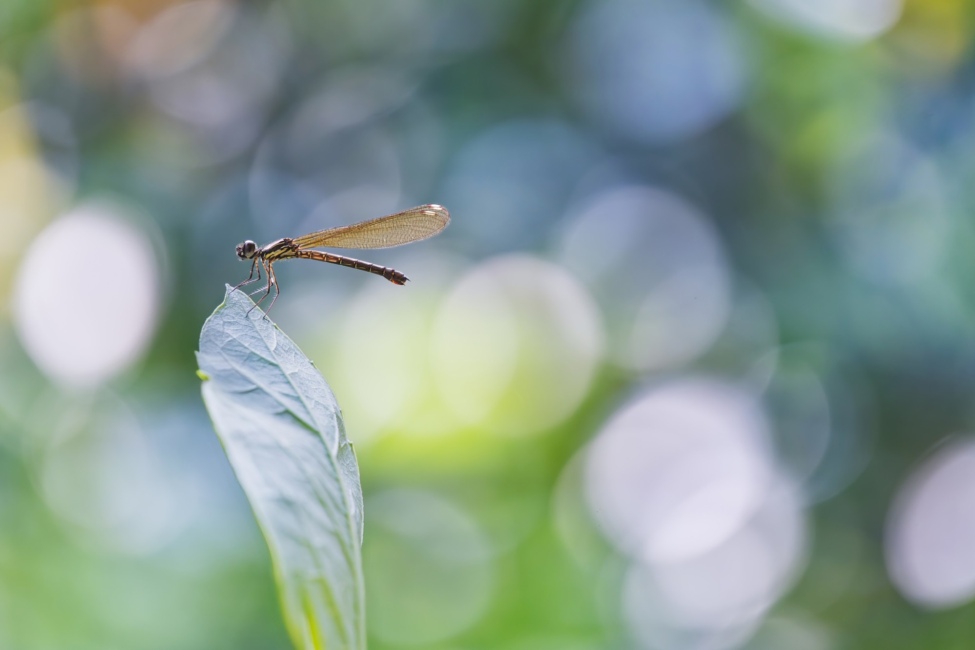 ��׽΢������ϸ��֮�� ����FF 180mm F4.5 CA-Dreamer Macro 1.5X��ͷ����