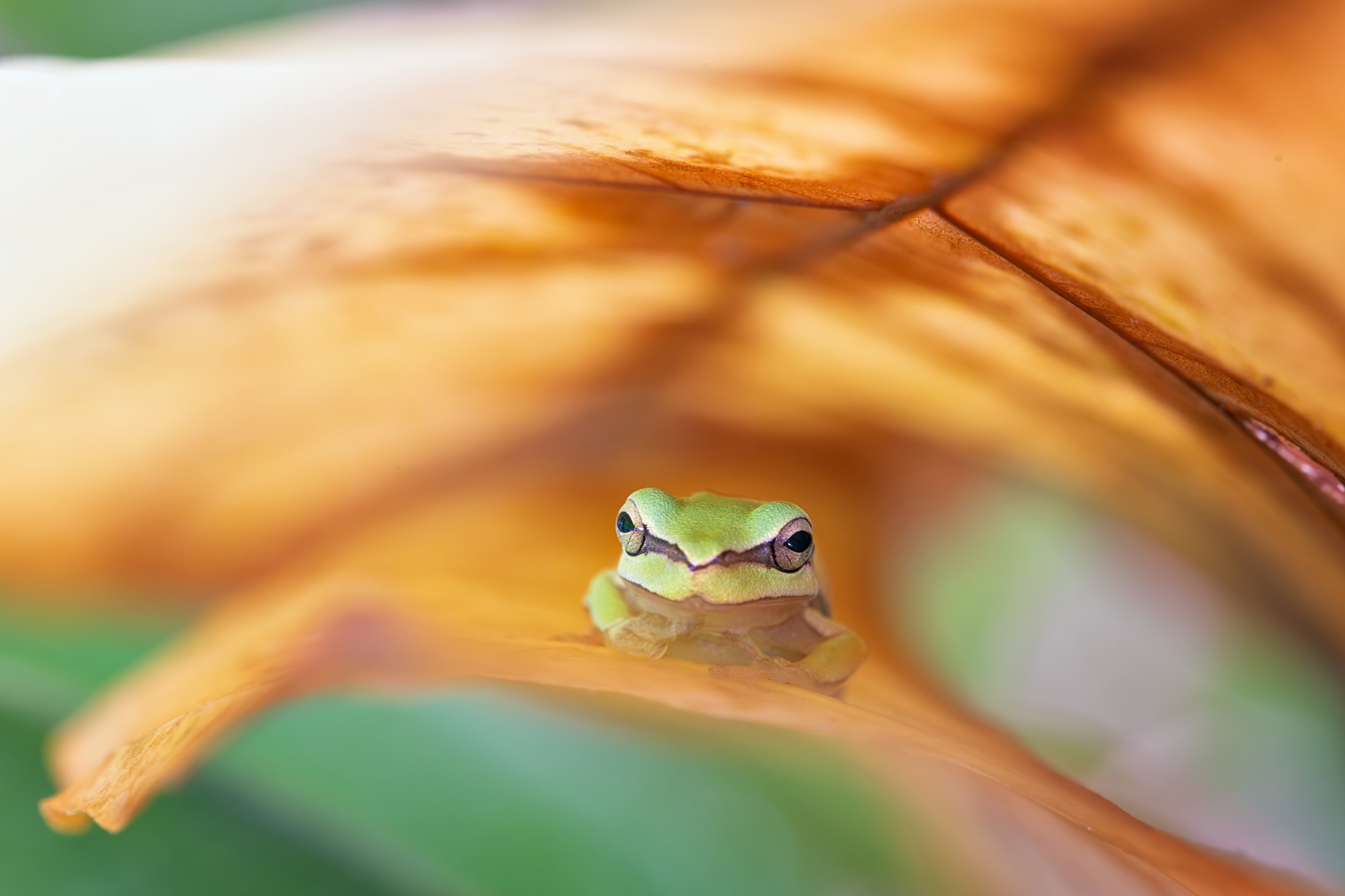 ��׽΢������ϸ��֮�� ����FF 180mm F4.5 CA-Dreamer Macro 1.5X��ͷ����