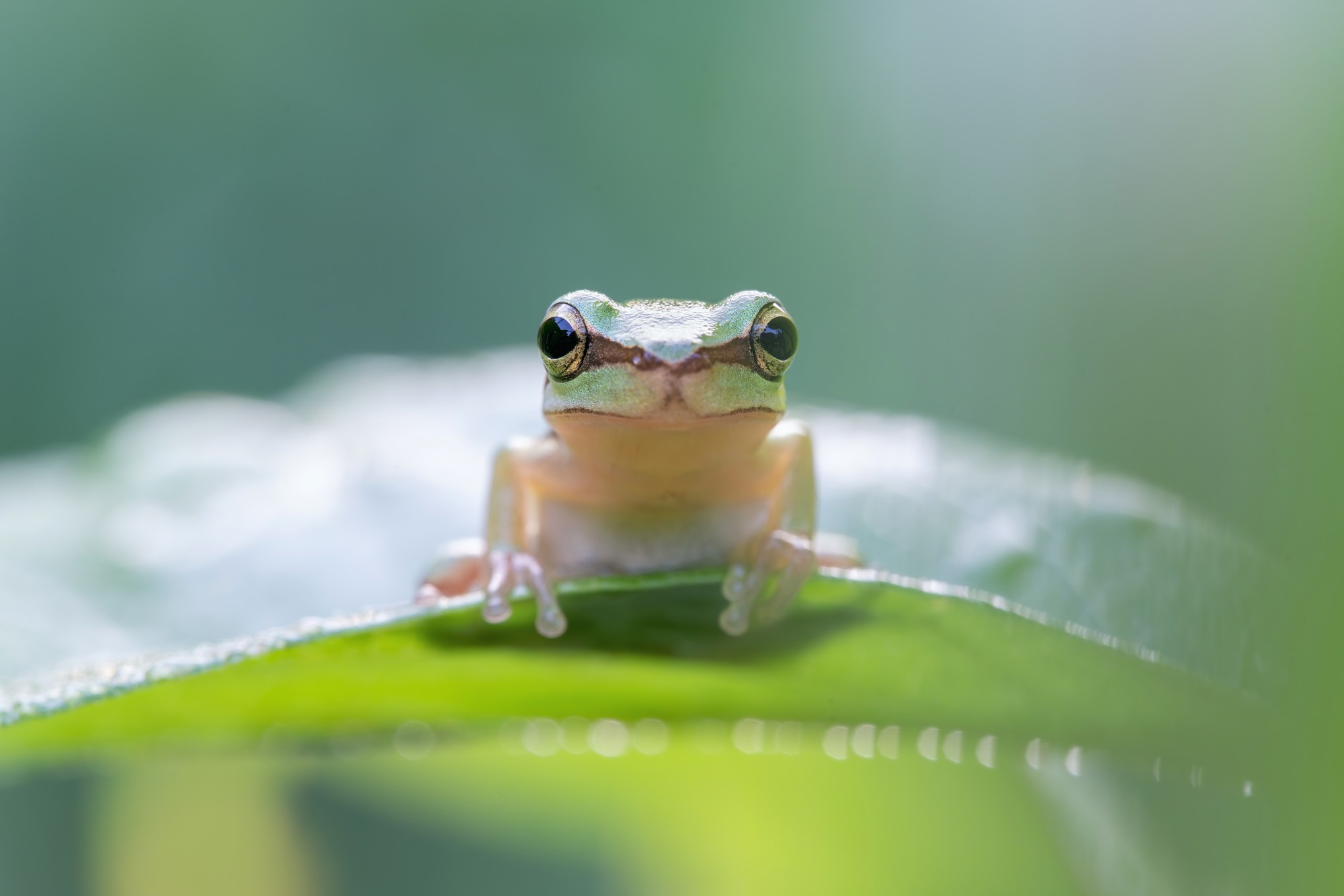 ��׽΢������ϸ��֮�� ����FF 180mm F4.5 CA-Dreamer Macro 1.5X��ͷ����