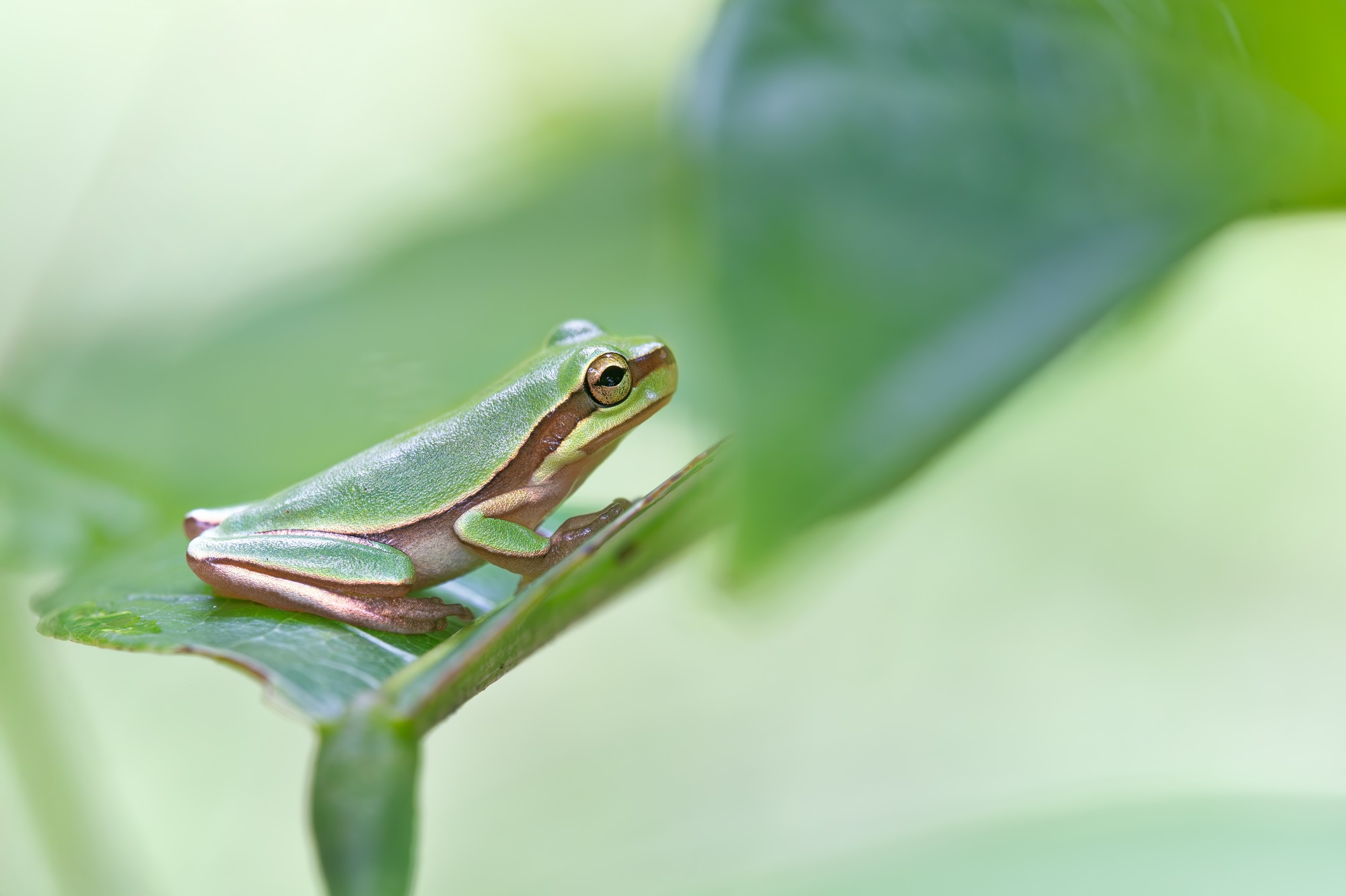 ��׽΢������ϸ��֮�� ����FF 180mm F4.5 CA-Dreamer Macro 1.5X��ͷ����