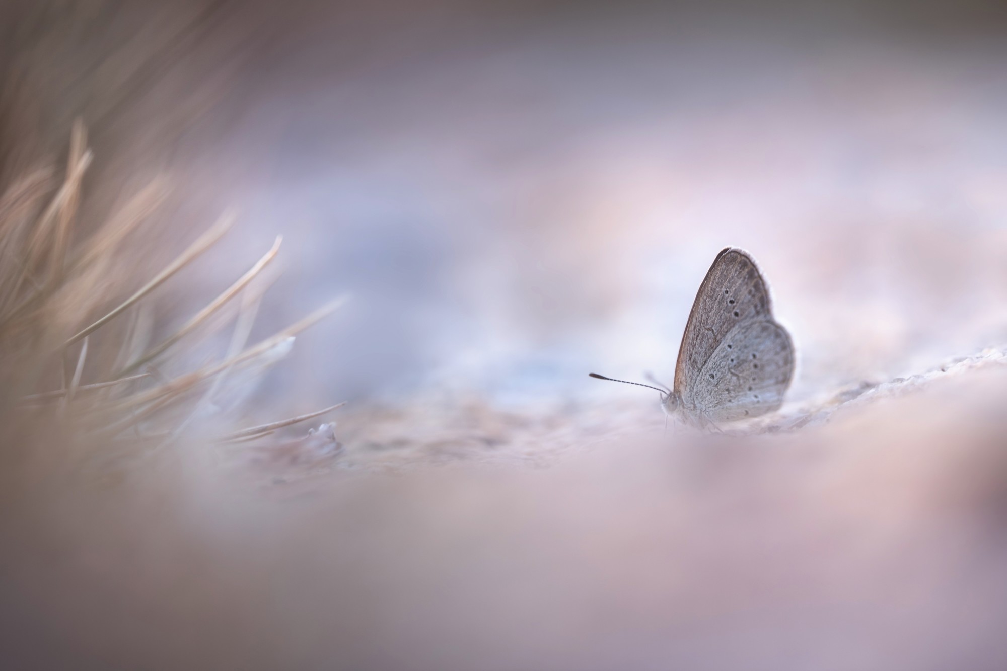 ��׽΢������ϸ��֮�� ����FF 180mm F4.5 CA-Dreamer Macro 1.5X��ͷ����