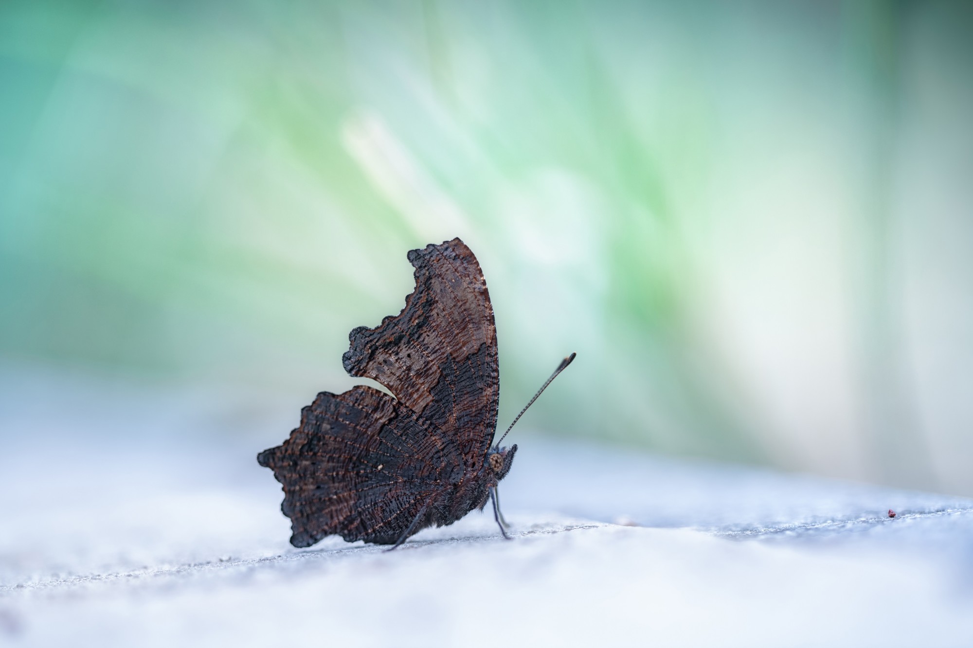 ��׽΢������ϸ��֮�� ����FF 180mm F4.5 CA-Dreamer Macro 1.5X��ͷ����