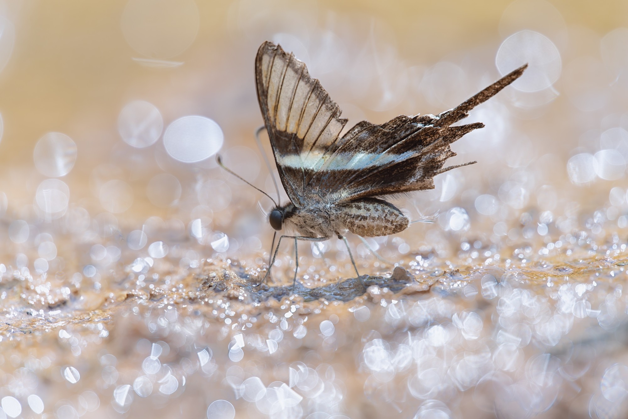 ��׽΢������ϸ��֮�� ����FF 180mm F4.5 CA-Dreamer Macro 1.5X��ͷ����