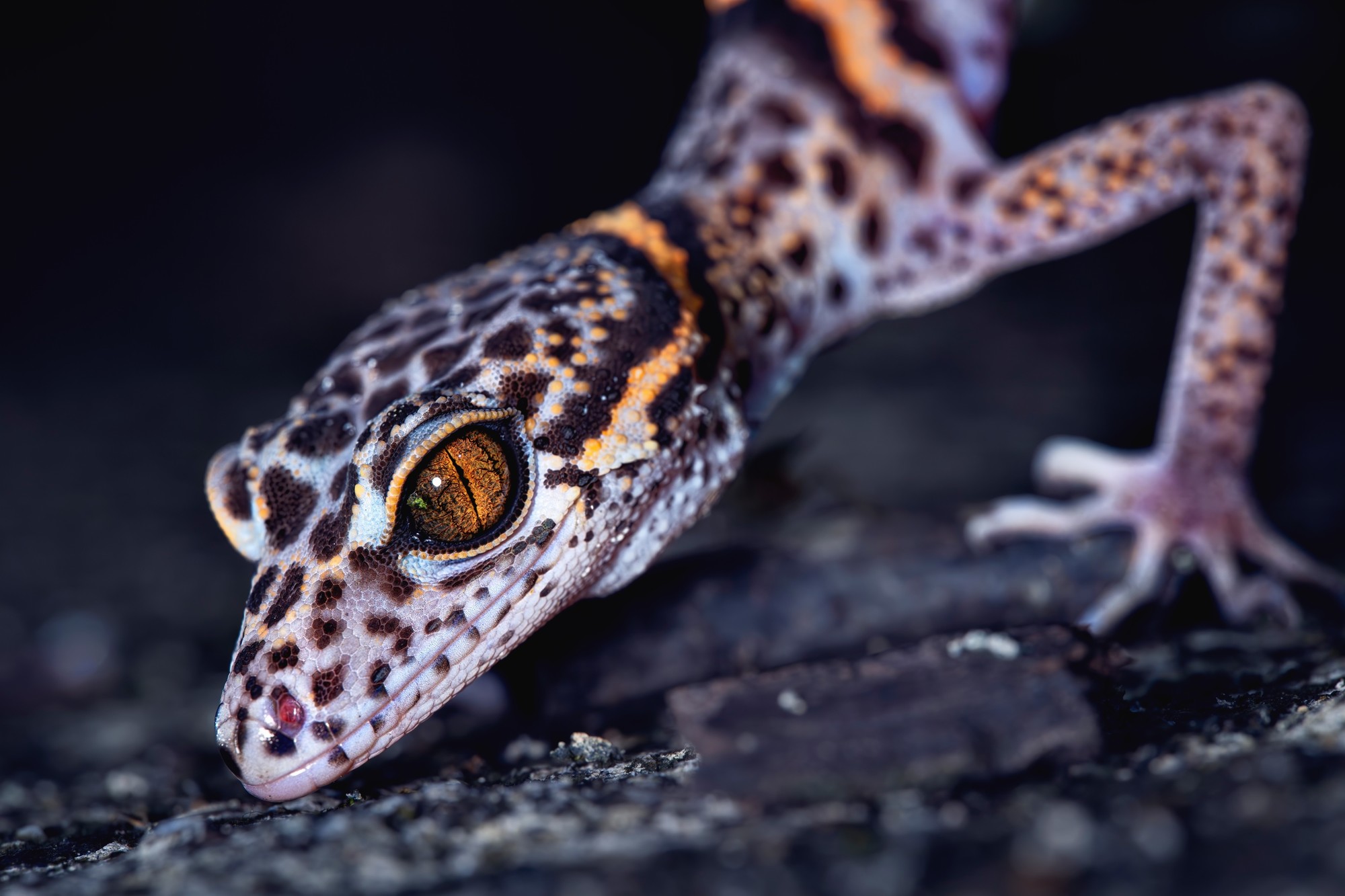 ��׽΢������ϸ��֮�� ����FF 180mm F4.5 CA-Dreamer Macro 1.5X��ͷ����