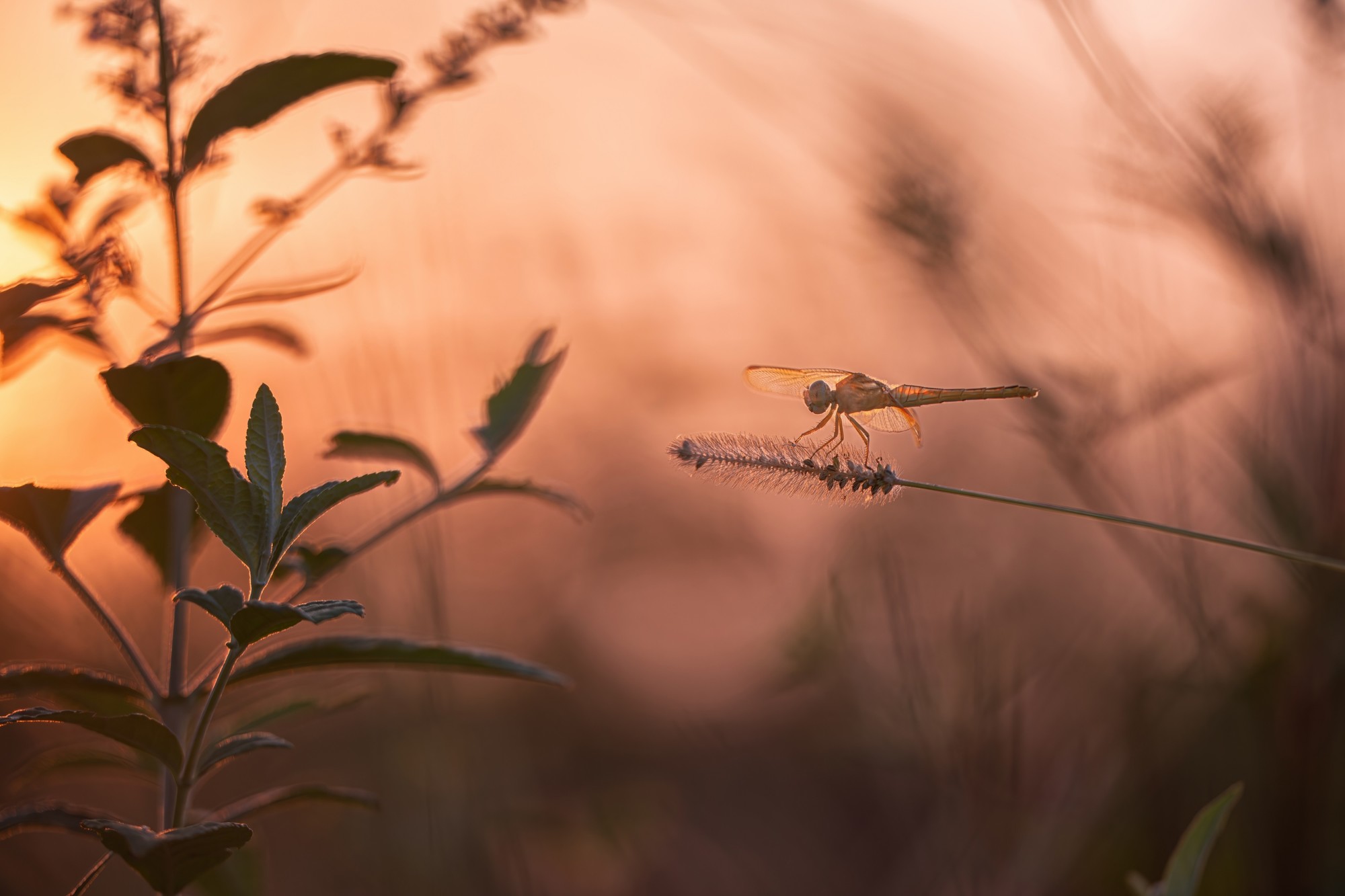��׽΢������ϸ��֮�� ����FF 180mm F4.5 CA-Dreamer Macro 1.5X��ͷ����