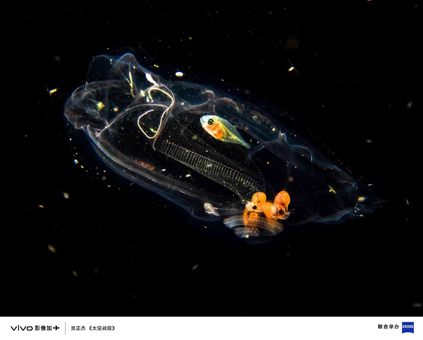 ��ʮ���Ȱ�ͬ��,vivo Vision��������Ӱ��ʢ��ʢ��ٰ�