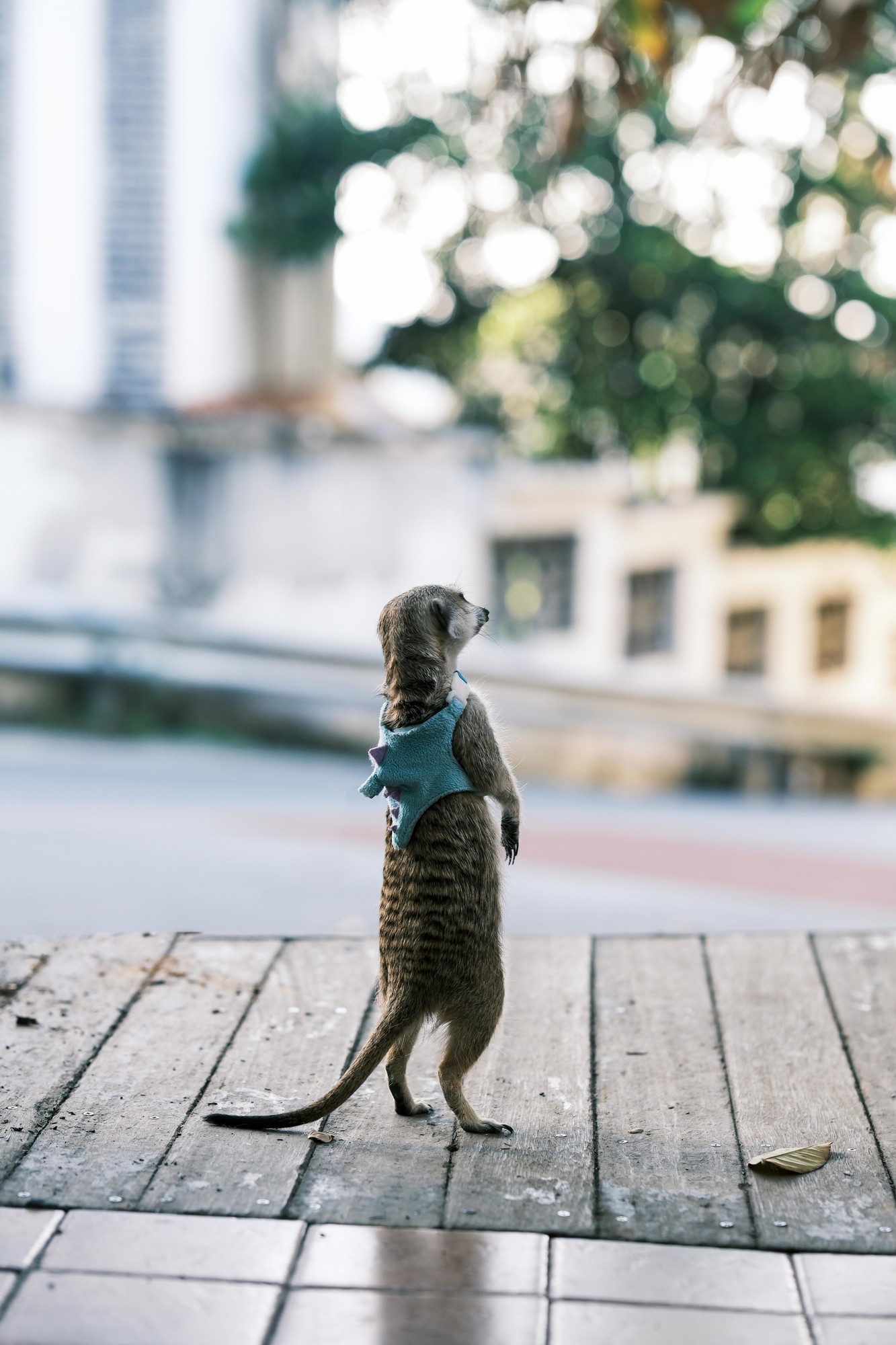 �������� ���ʳ��� ��ʿX-T50��Ӱ����