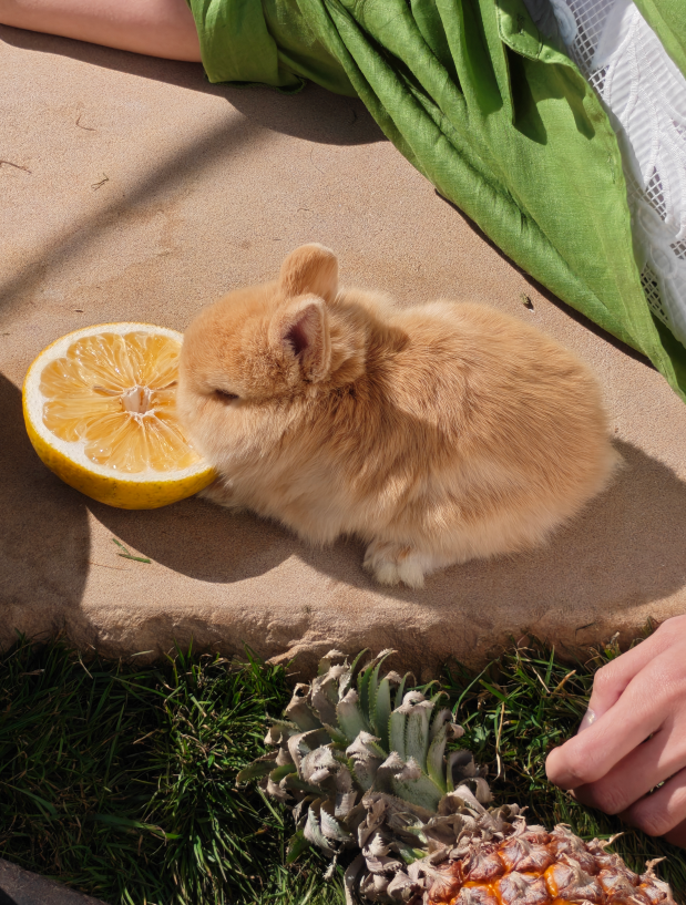 �޸��ۺۣ�����ƽ����ȫ��OPPO Find N6�����۵����޸��ۺ�������