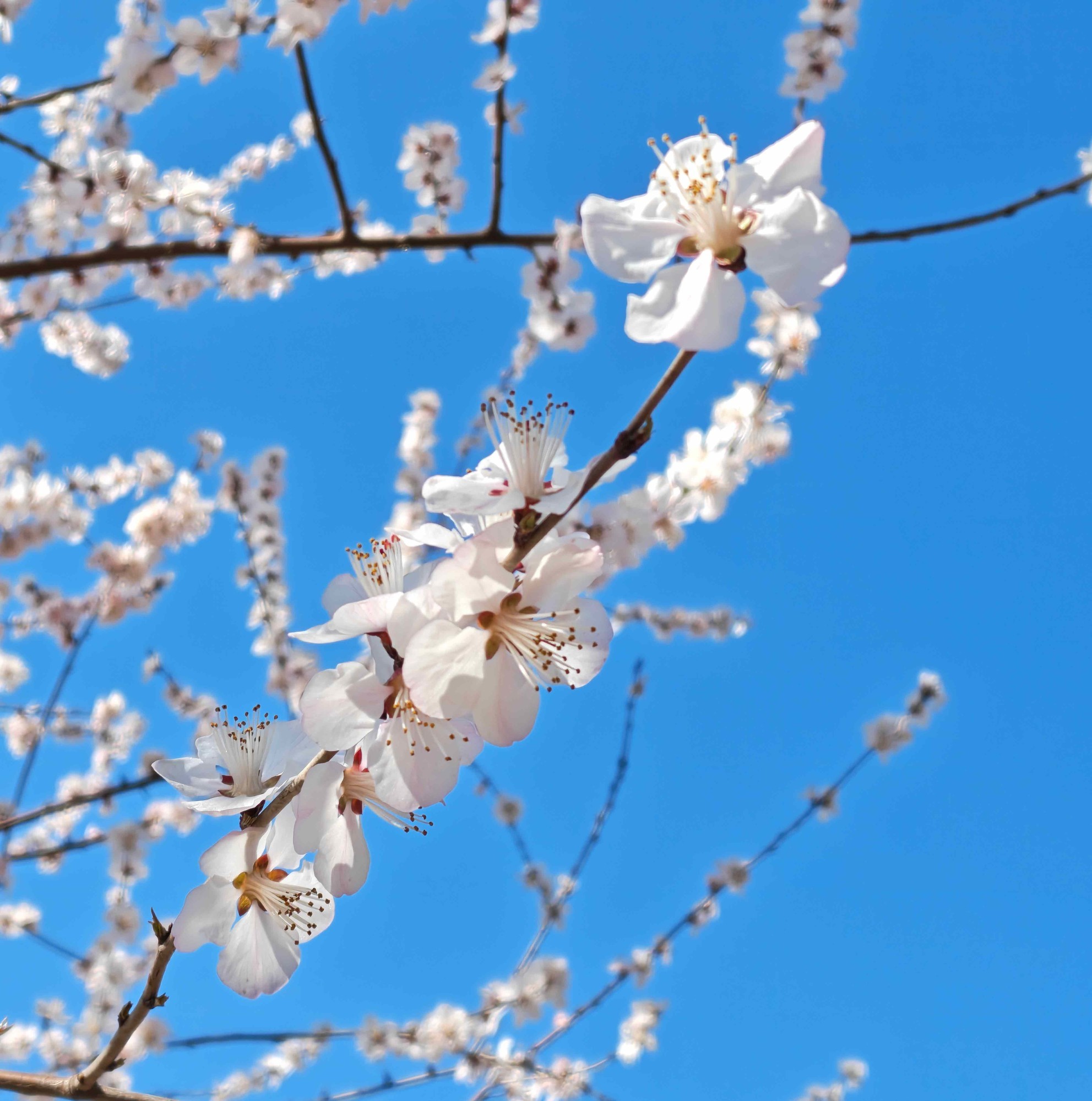 敢把2亿像素塞进折叠屏?OPPO Find N6影像实测来了