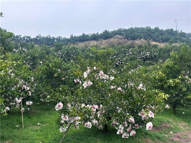 冬日“甜蜜炸弹”来袭！京东生鲜“包园”耙耙柑12月20日源头直发
