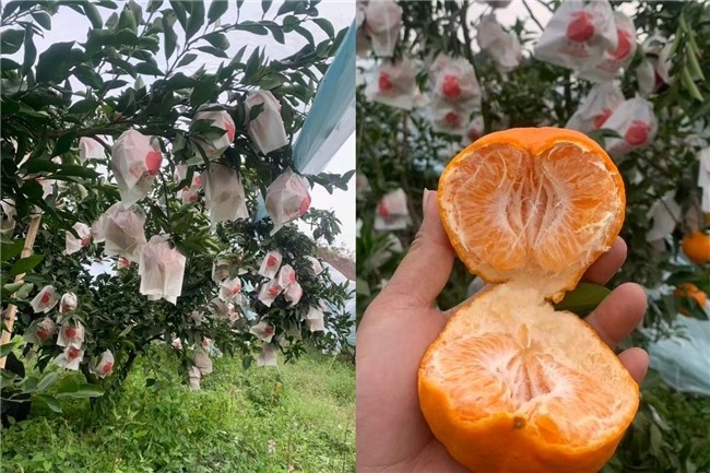 冬日“甜蜜炸弹”来袭！京东生鲜“包园”耙耙柑12月20日源头直发