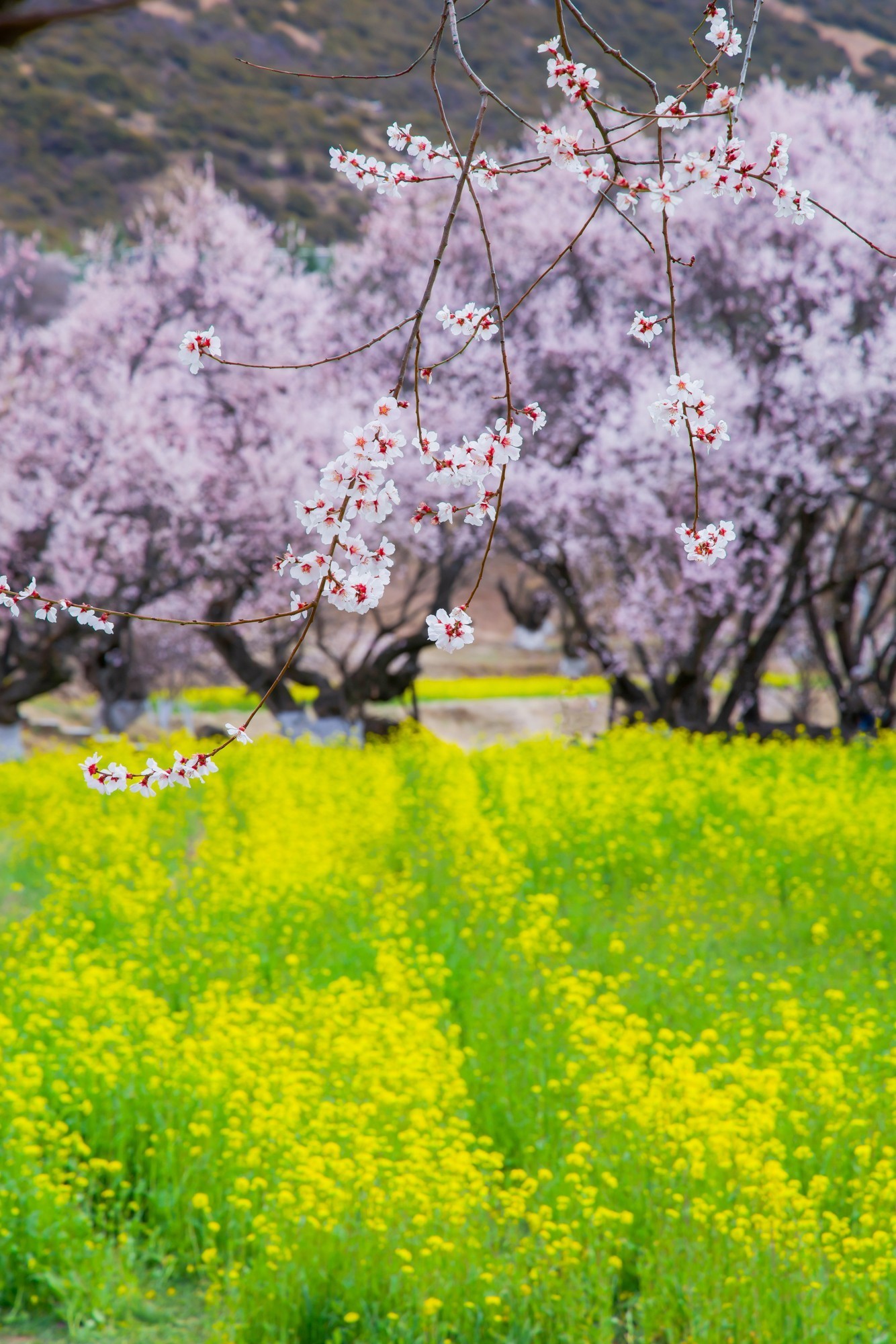 EOS 星空桃花节 用佳能EOS R5 II定格林芝雪山花海的极致风景