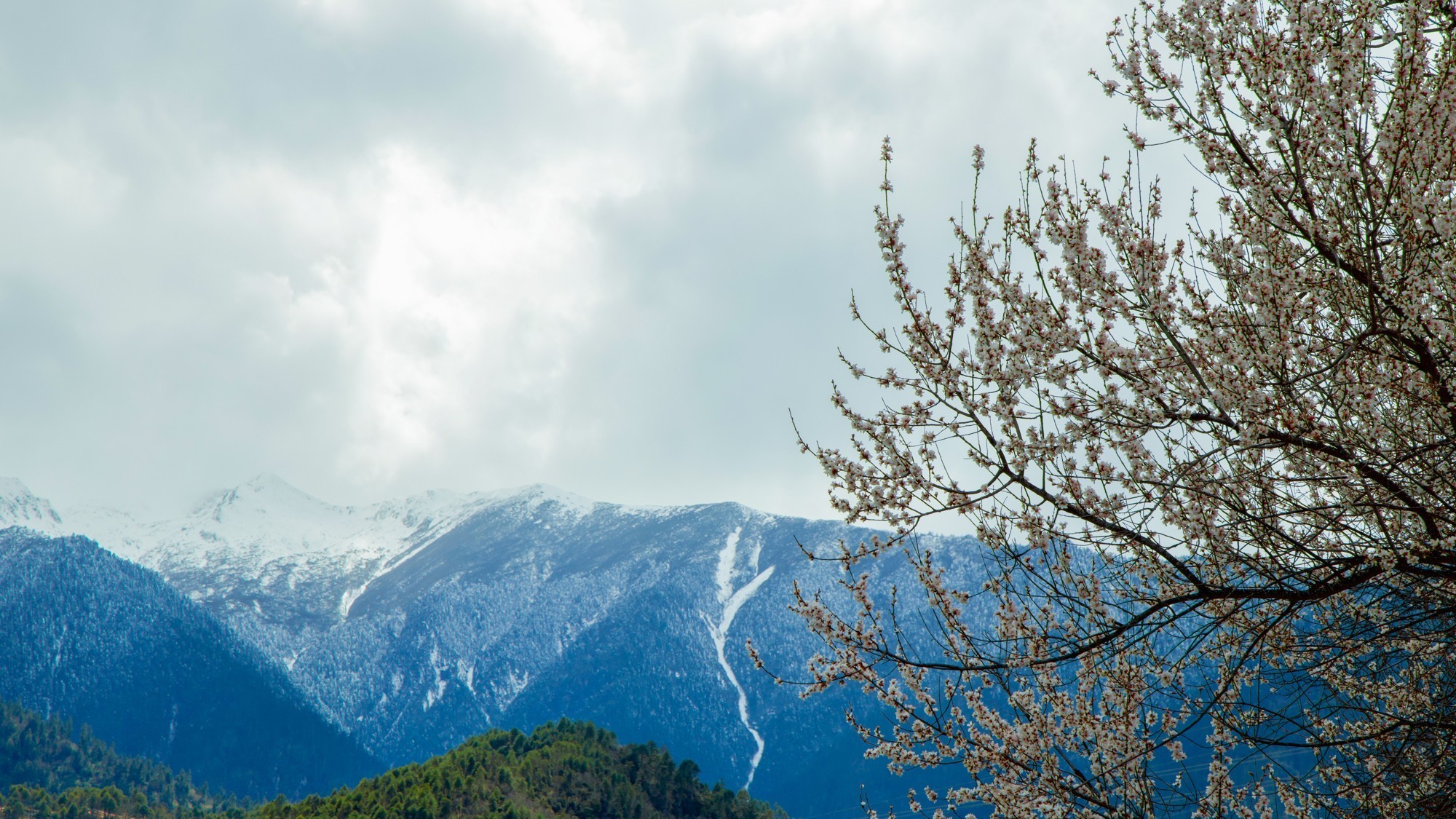 EOS 星空桃花节 用佳能EOS R5 II定格林芝雪山花海的极致风景