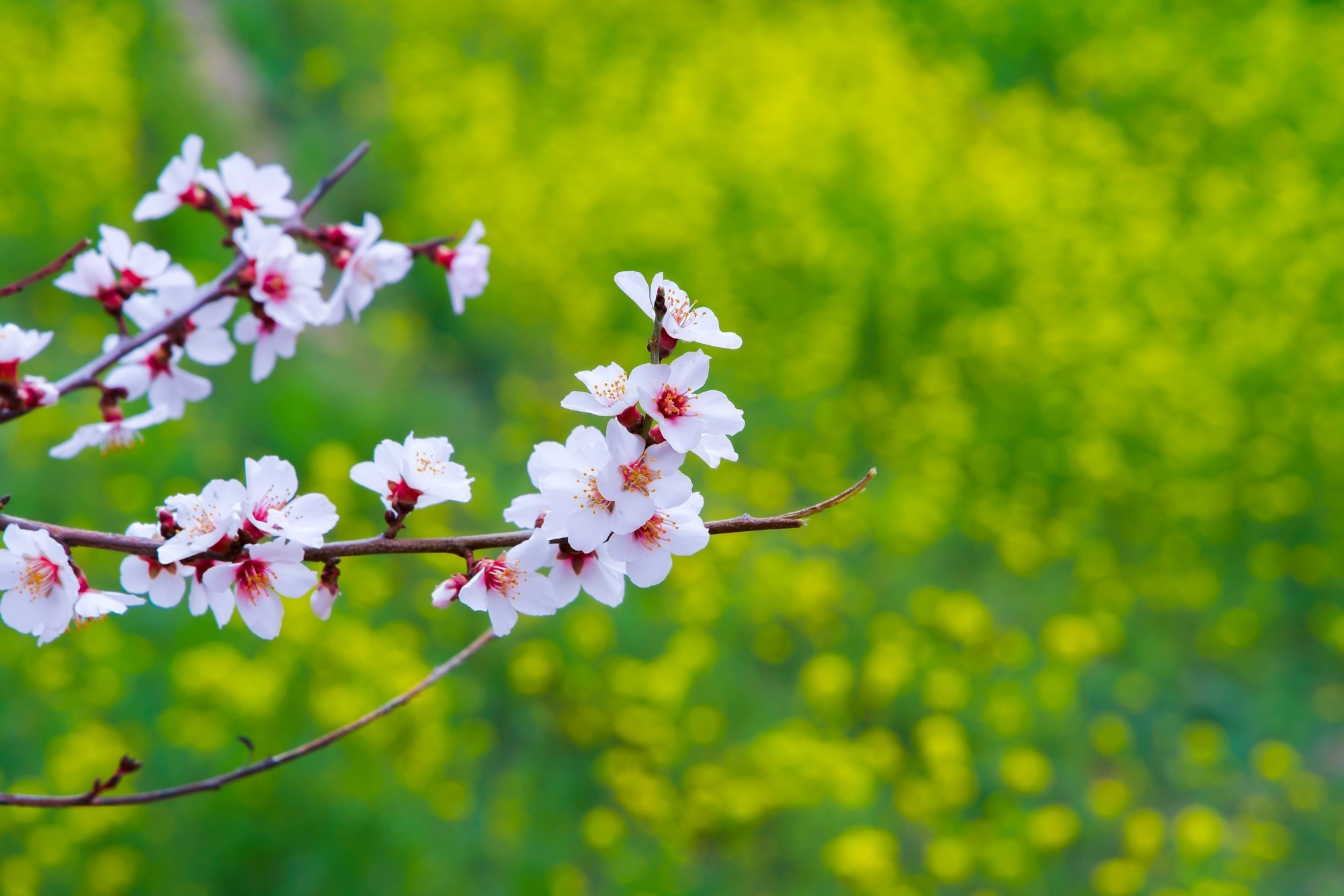EOS 星空桃花节 用佳能EOS R5 II定格林芝雪山花海的极致风景