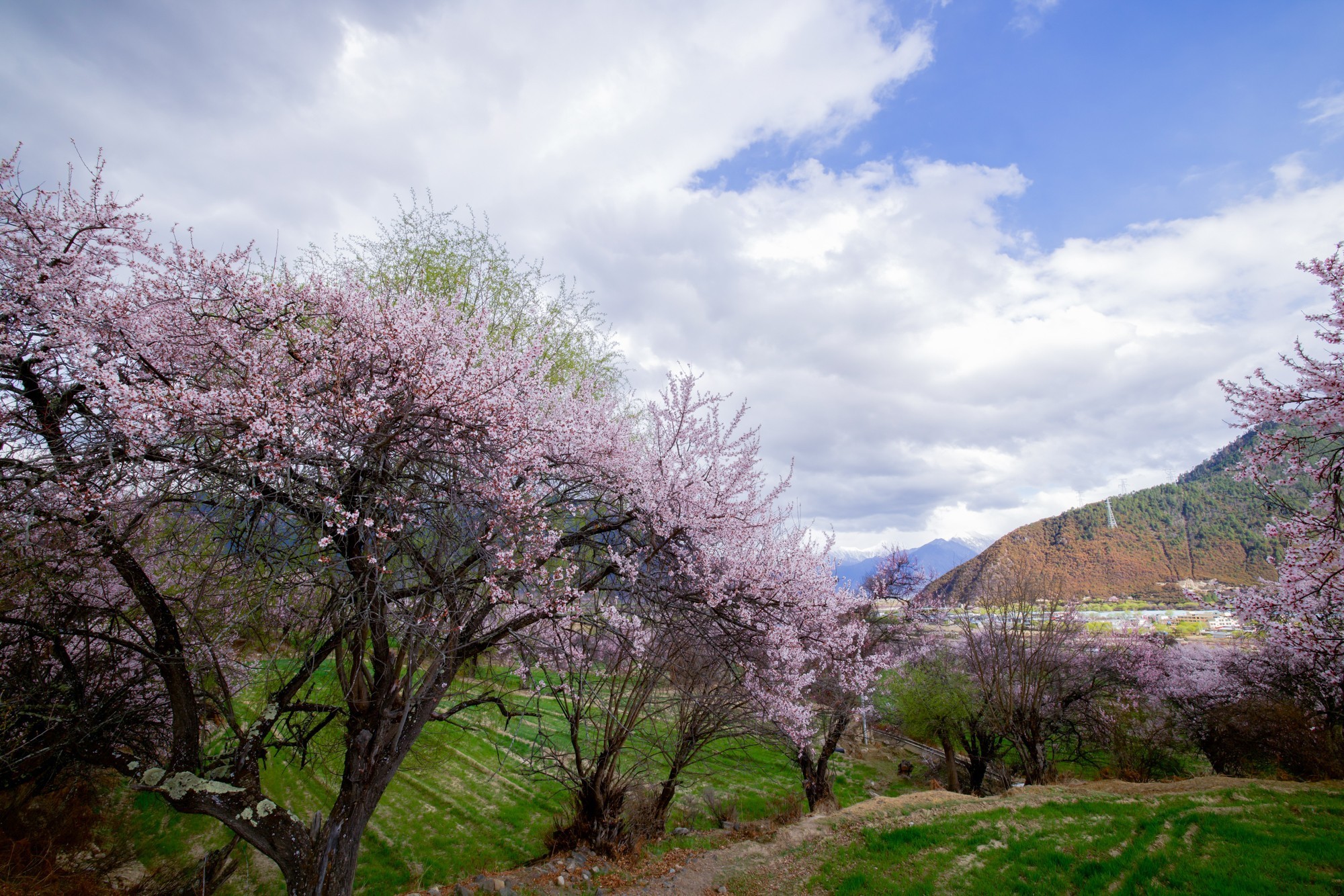 EOS 星空桃花节 用佳能EOS R5 II定格林芝雪山花海的极致风景