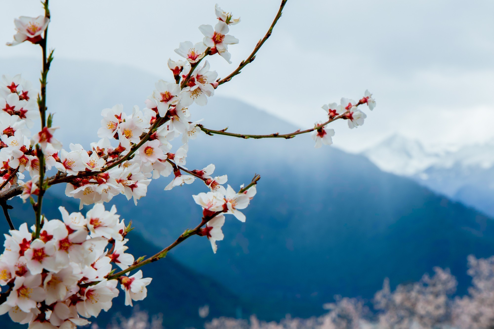 EOS 星空桃花节 用佳能EOS R5 II定格林芝雪山花海的极致风景