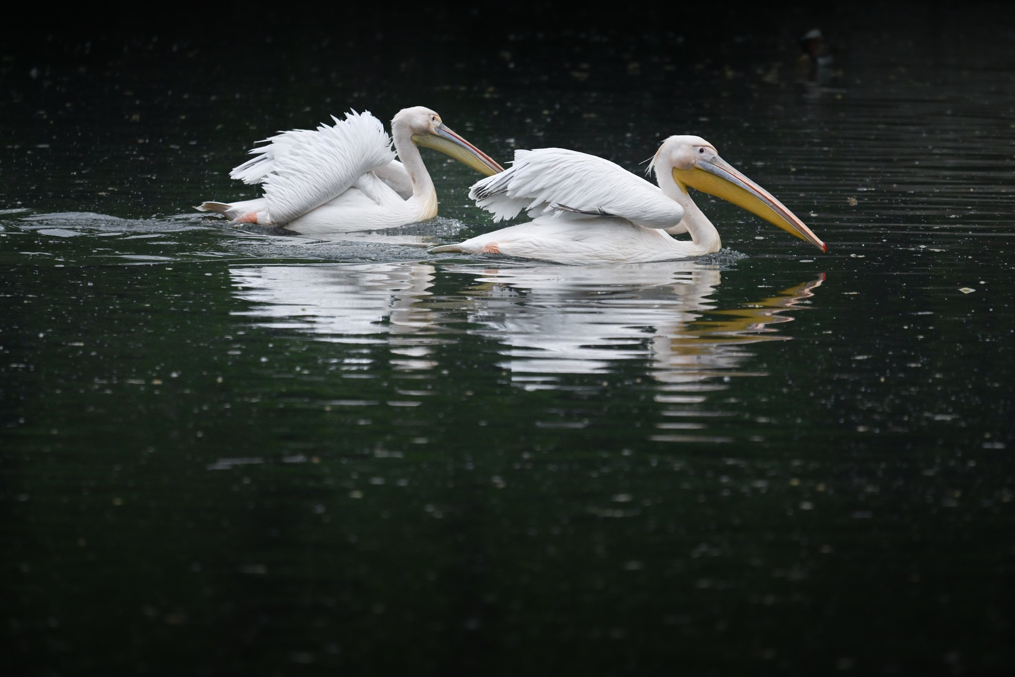 ˮͰ������ȫ����΢�� �῵Z5II�Ƽ�����