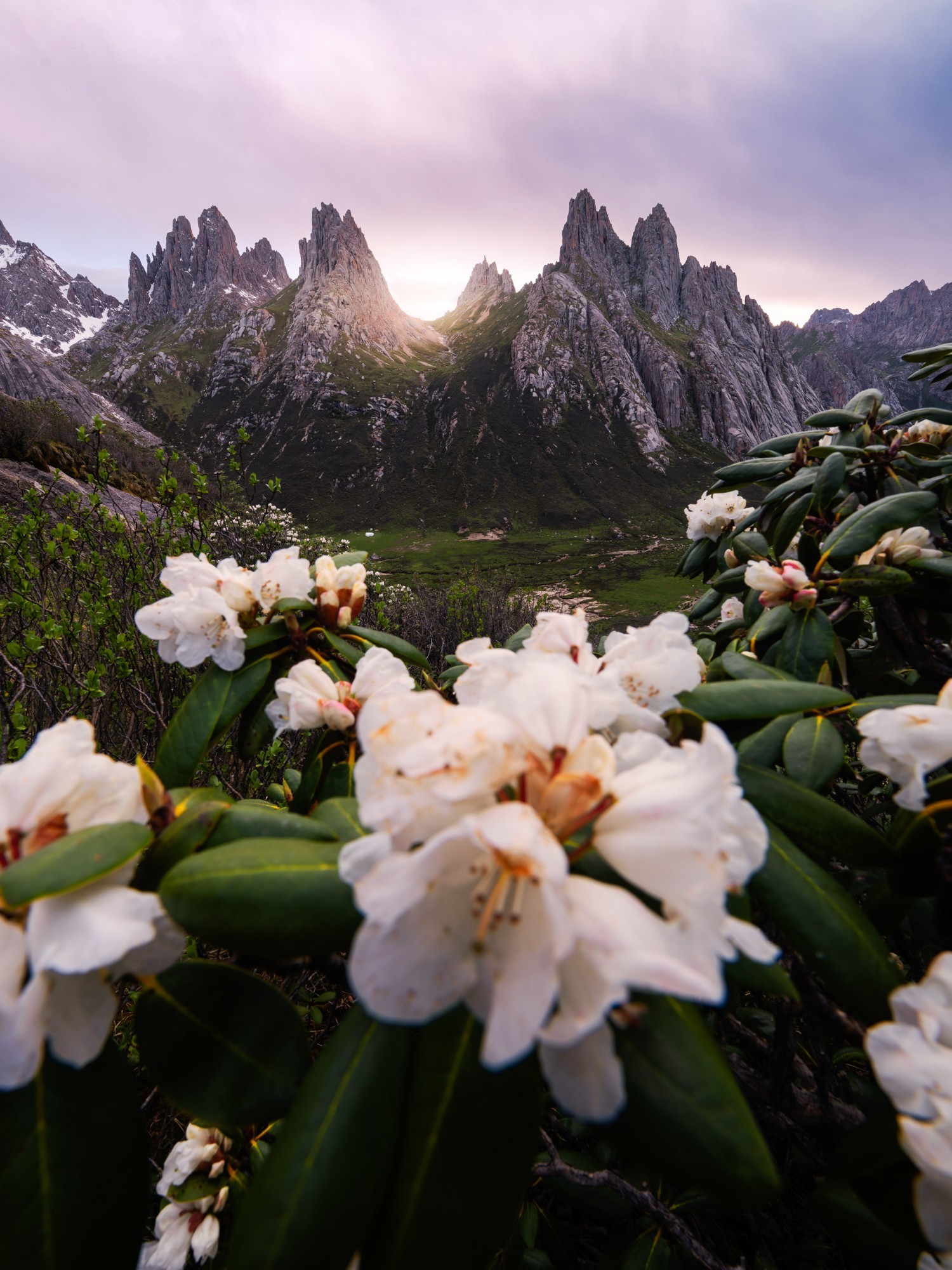 ʹøʿGFX100S II¼걦