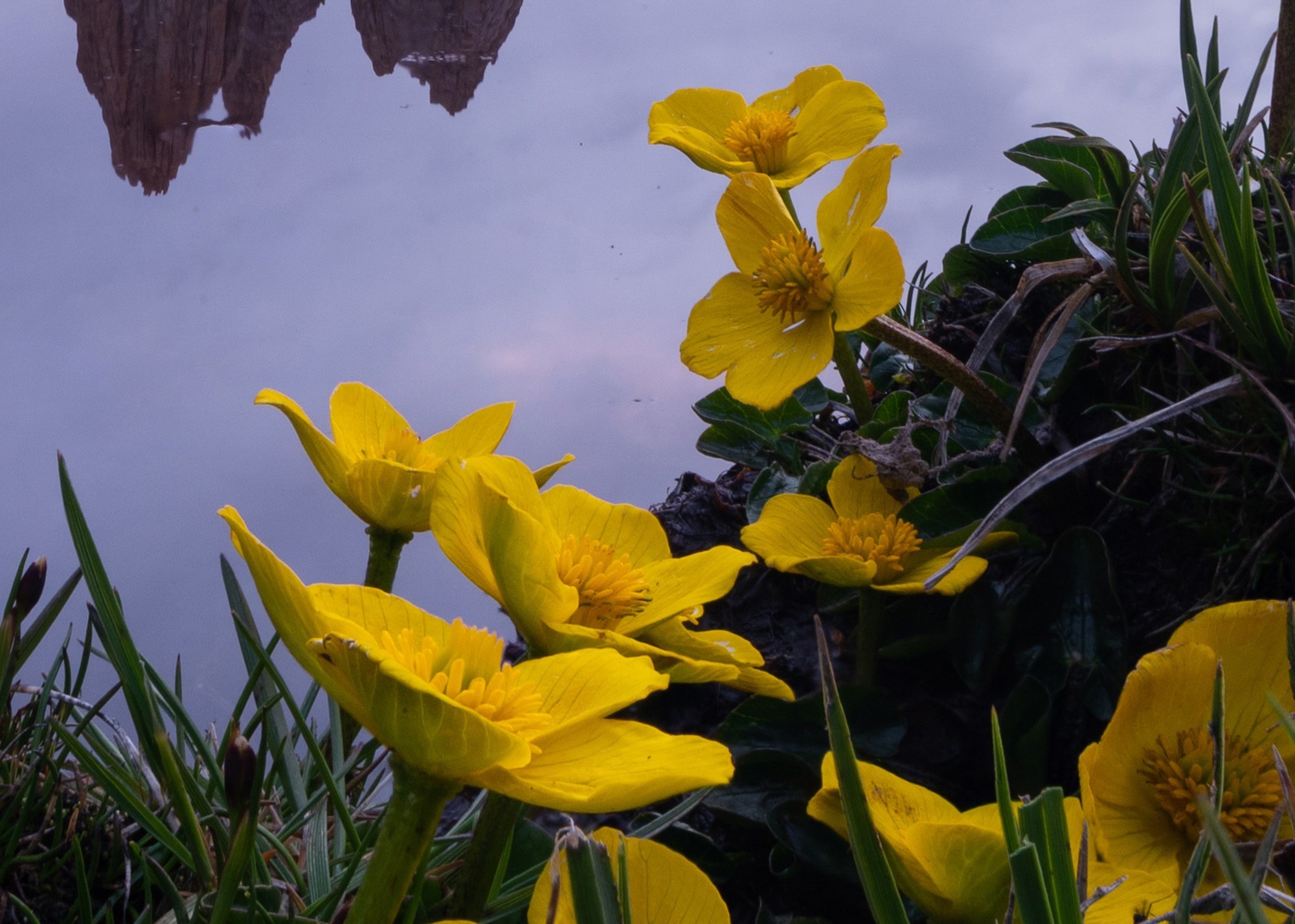 ʹøʿGFX100S II¼걦