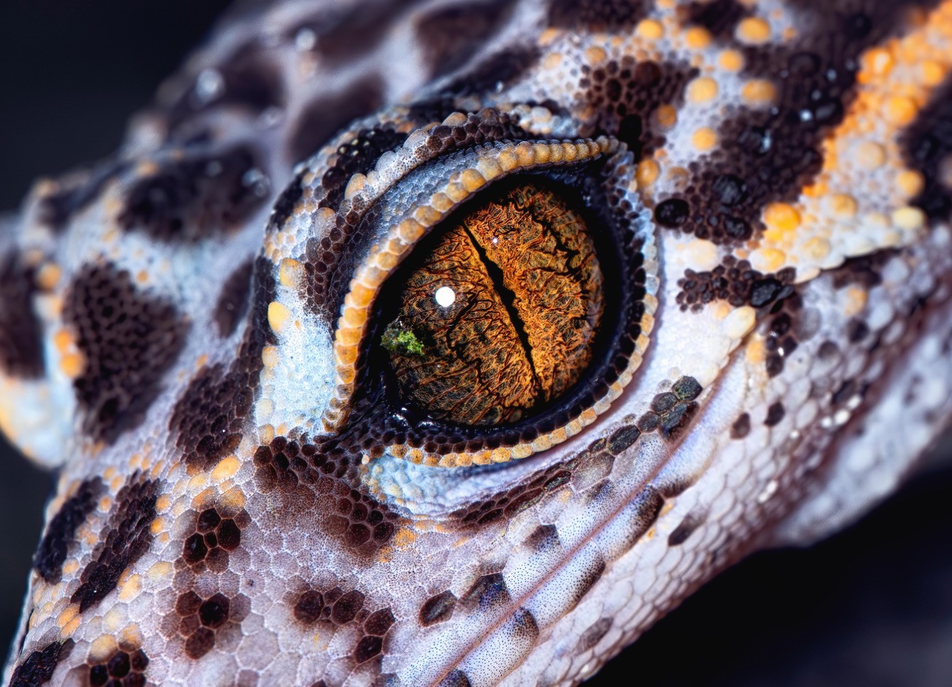 ��׽΢������ϸ��֮�� ����FF 180mm F4.5 CA-Dreamer Macro 1.5X��ͷ����